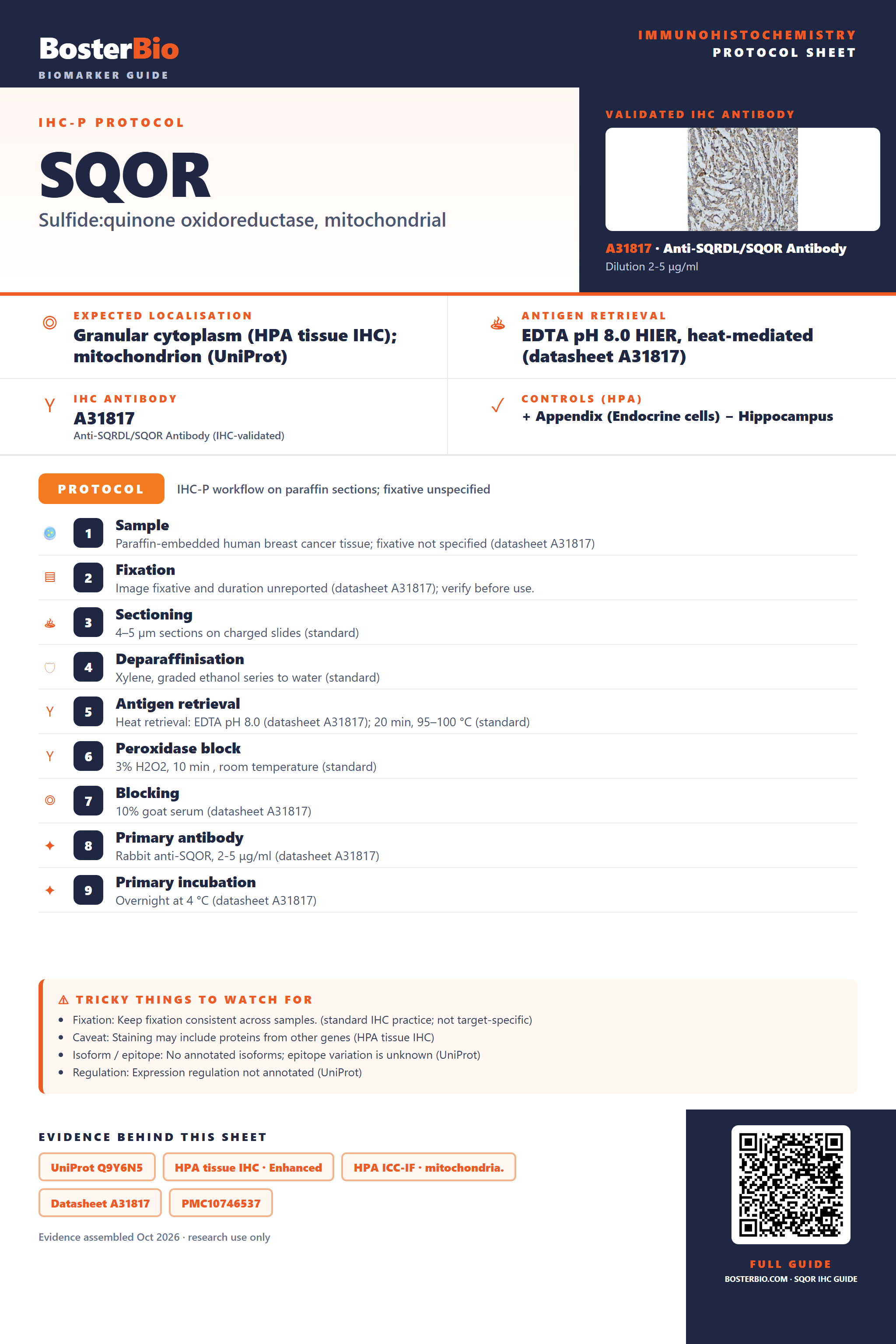 Immunohistochemistry protocol sheet for SQOR (IHC for SQOR): expected localisation Granular cytoplasm (HPA tissue IHC); mitochondrion (UniProt), antibody A31817, validated IHC image, and IHC protocol steps