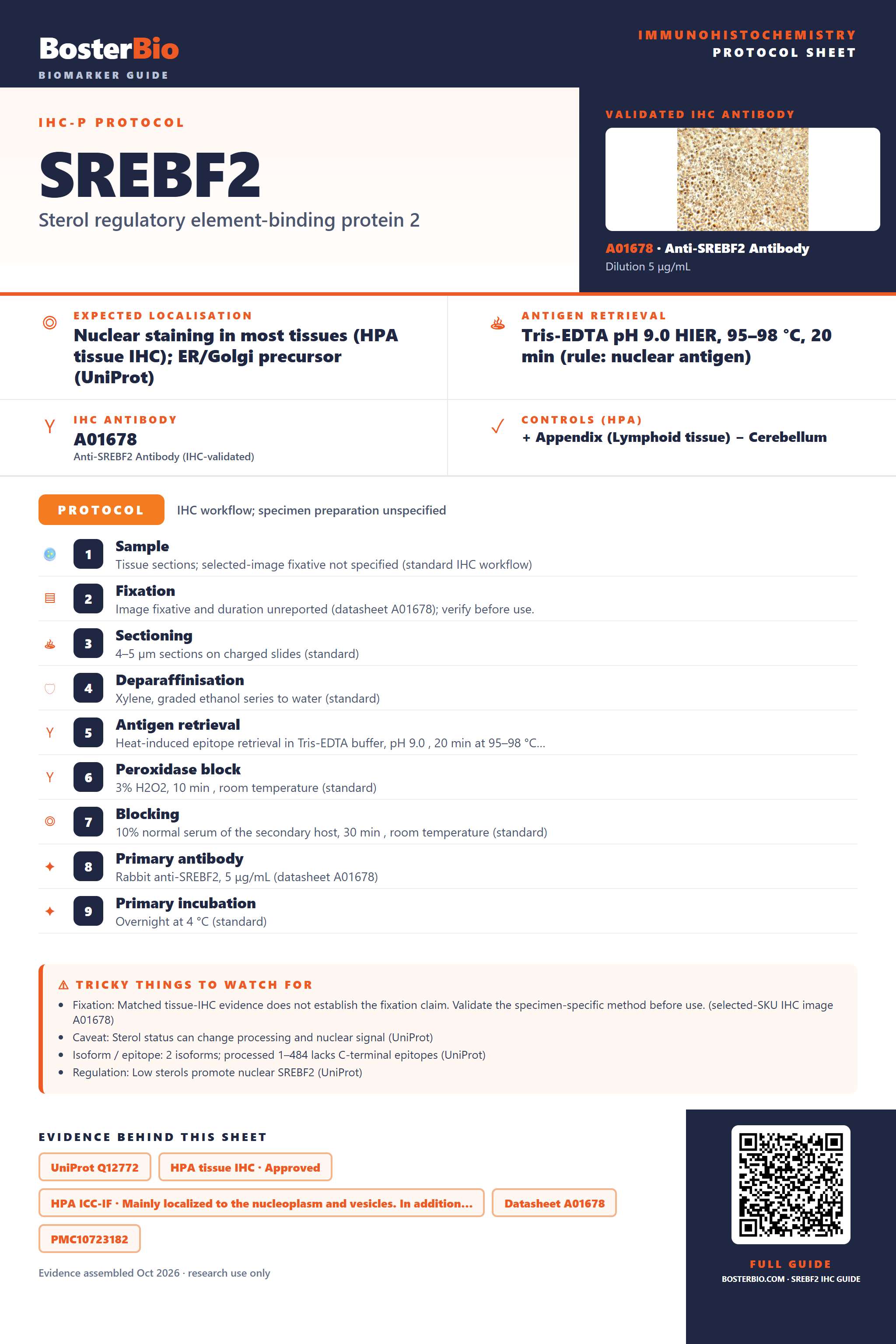 Immunohistochemistry protocol sheet for SREBF2 (IHC for SREBF2): expected localisation Nuclear staining in most tissues (HPA tissue IHC); ER/Golgi precursor (UniProt), antibody A01678, validated IHC image, and IHC protocol steps