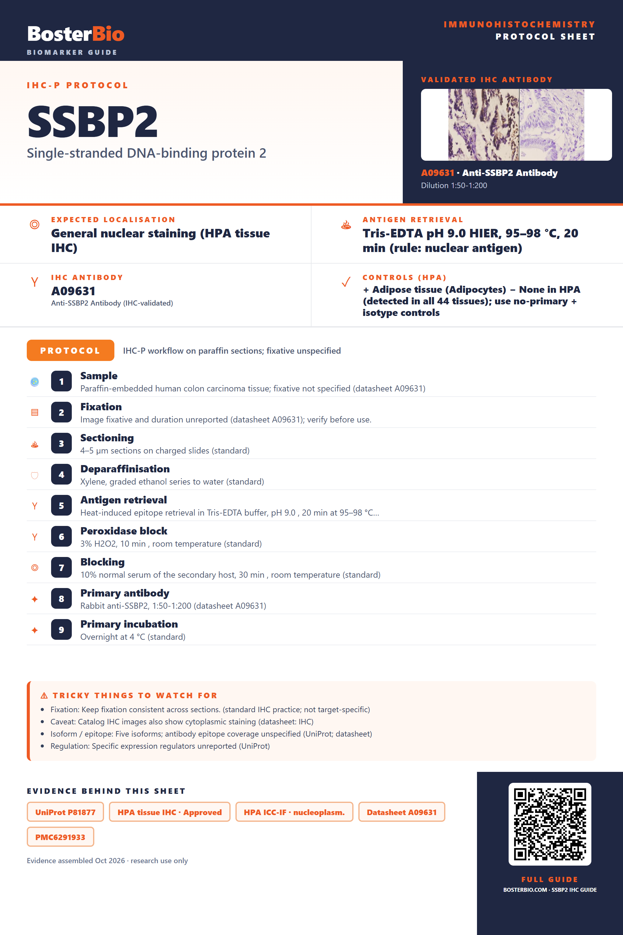 Immunohistochemistry protocol sheet for SSBP2 (IHC for SSBP2): expected localisation General nuclear staining (HPA tissue IHC), antibody A09631, validated IHC image, and IHC protocol steps