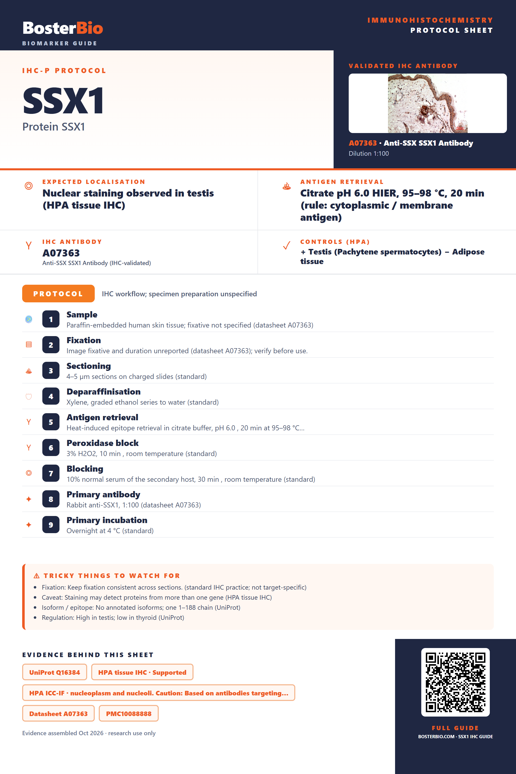 Immunohistochemistry protocol sheet for SSX1 (IHC for SSX1): expected localisation Nuclear staining observed in testis (HPA tissue IHC), antibody A07363, validated IHC image, and IHC protocol steps