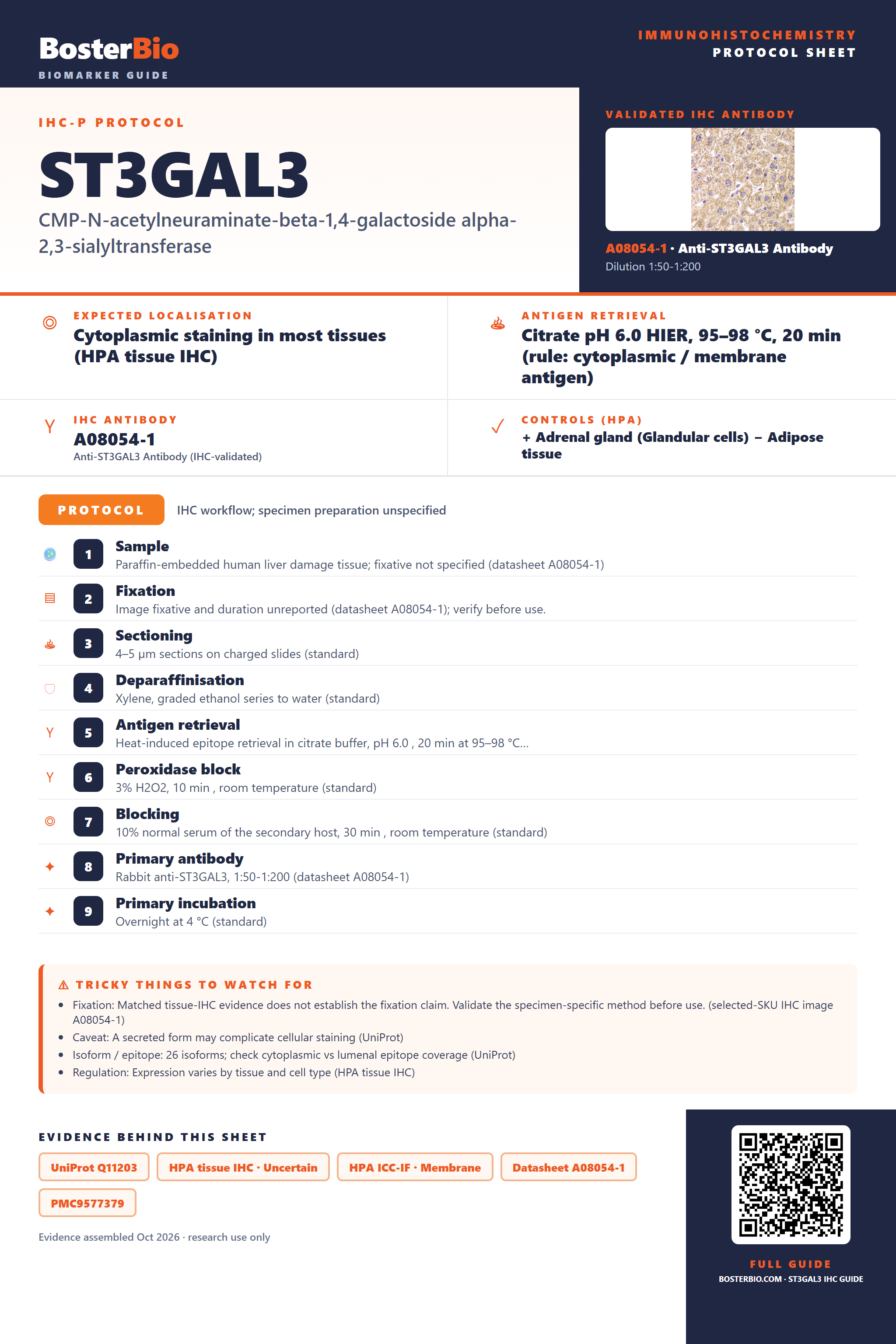 Immunohistochemistry protocol sheet for ST3GAL3 (IHC for ST3GAL3): expected localisation Cytoplasmic staining in most tissues (HPA tissue IHC), antibody A08054-1, validated IHC image, and IHC protocol steps