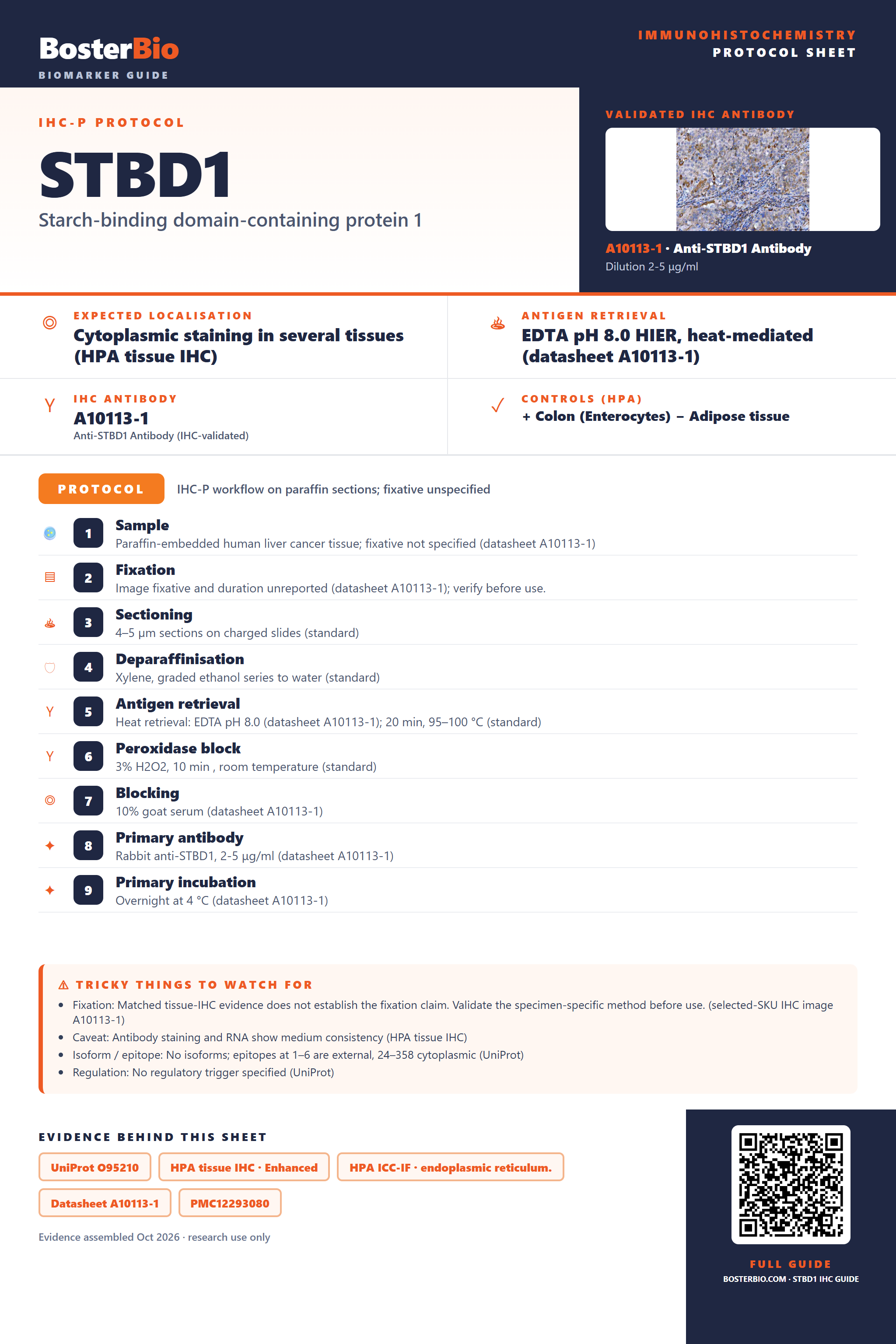 Immunohistochemistry protocol sheet for STBD1 (IHC for STBD1): expected localisation Cytoplasmic staining in several tissues (HPA tissue IHC), antibody A10113-1, validated IHC image, and IHC protocol steps