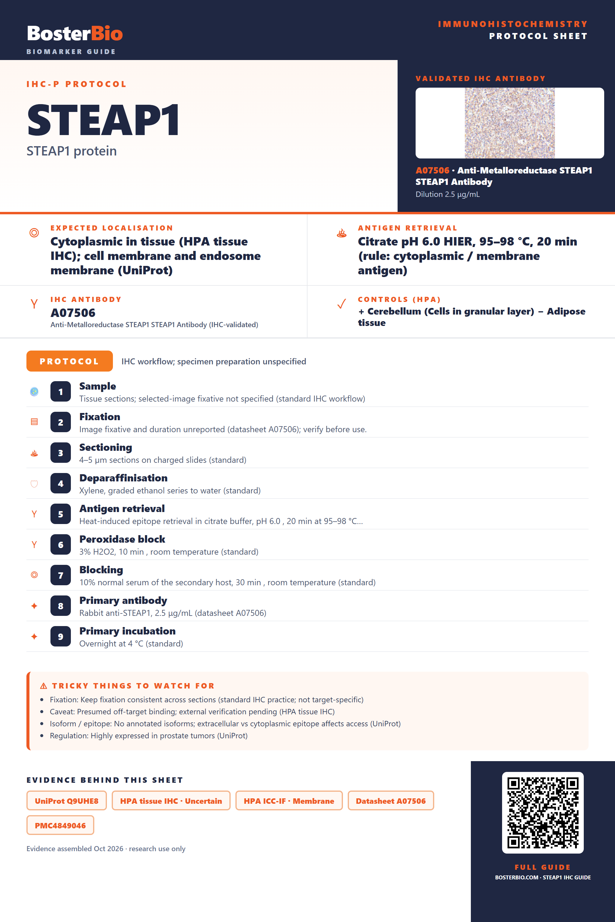 Immunohistochemistry protocol sheet for STEAP1 (IHC for STEAP1): expected localisation Cytoplasmic in tissue (HPA tissue IHC); cell membrane and endosome membrane (UniProt), antibody A07506, validated IHC image, and IHC protocol steps