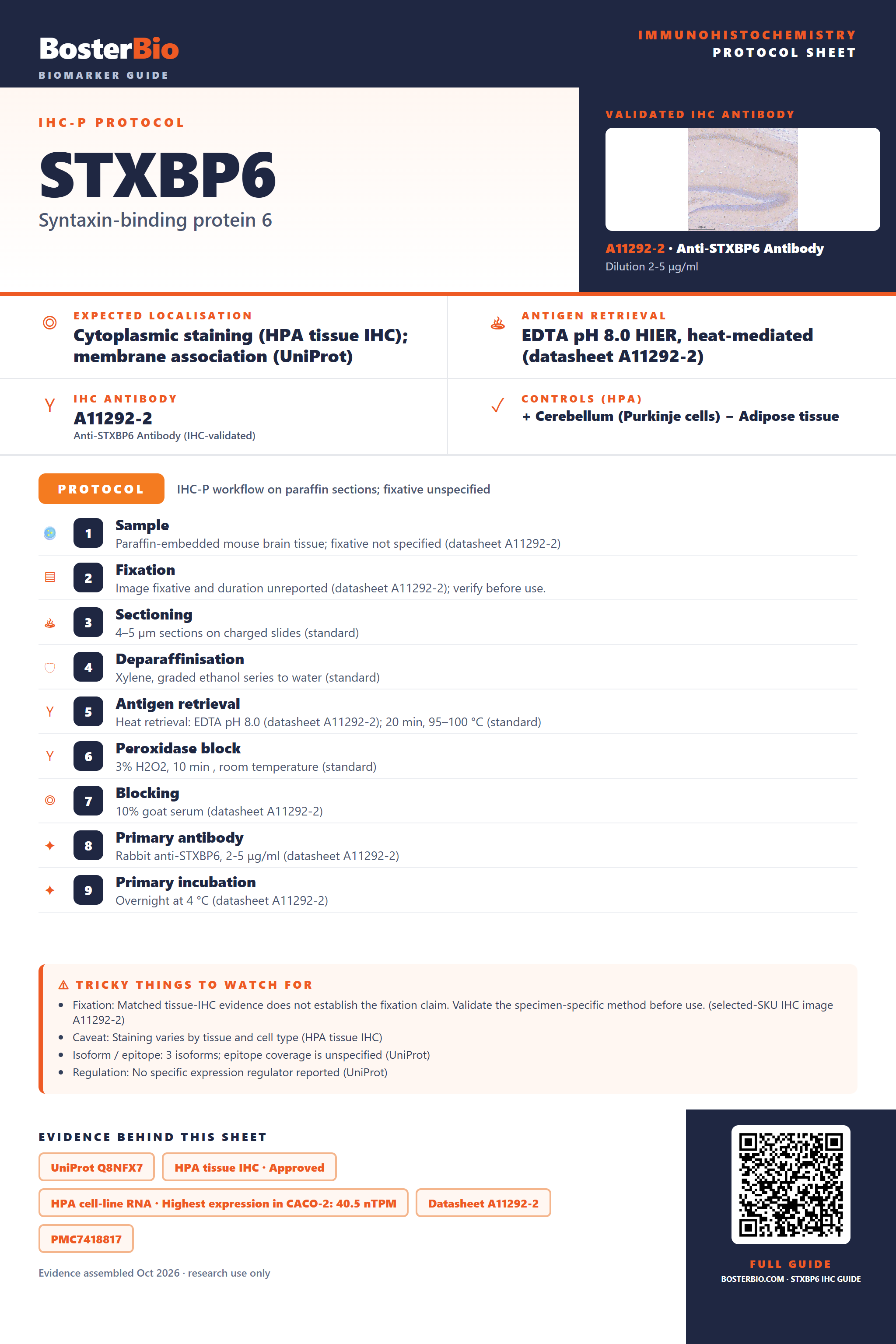 Immunohistochemistry protocol sheet for STXBP6 (IHC for STXBP6): expected localisation Cytoplasmic staining (HPA tissue IHC); membrane association (UniProt), antibody A11292-2, validated IHC image, and IHC protocol steps