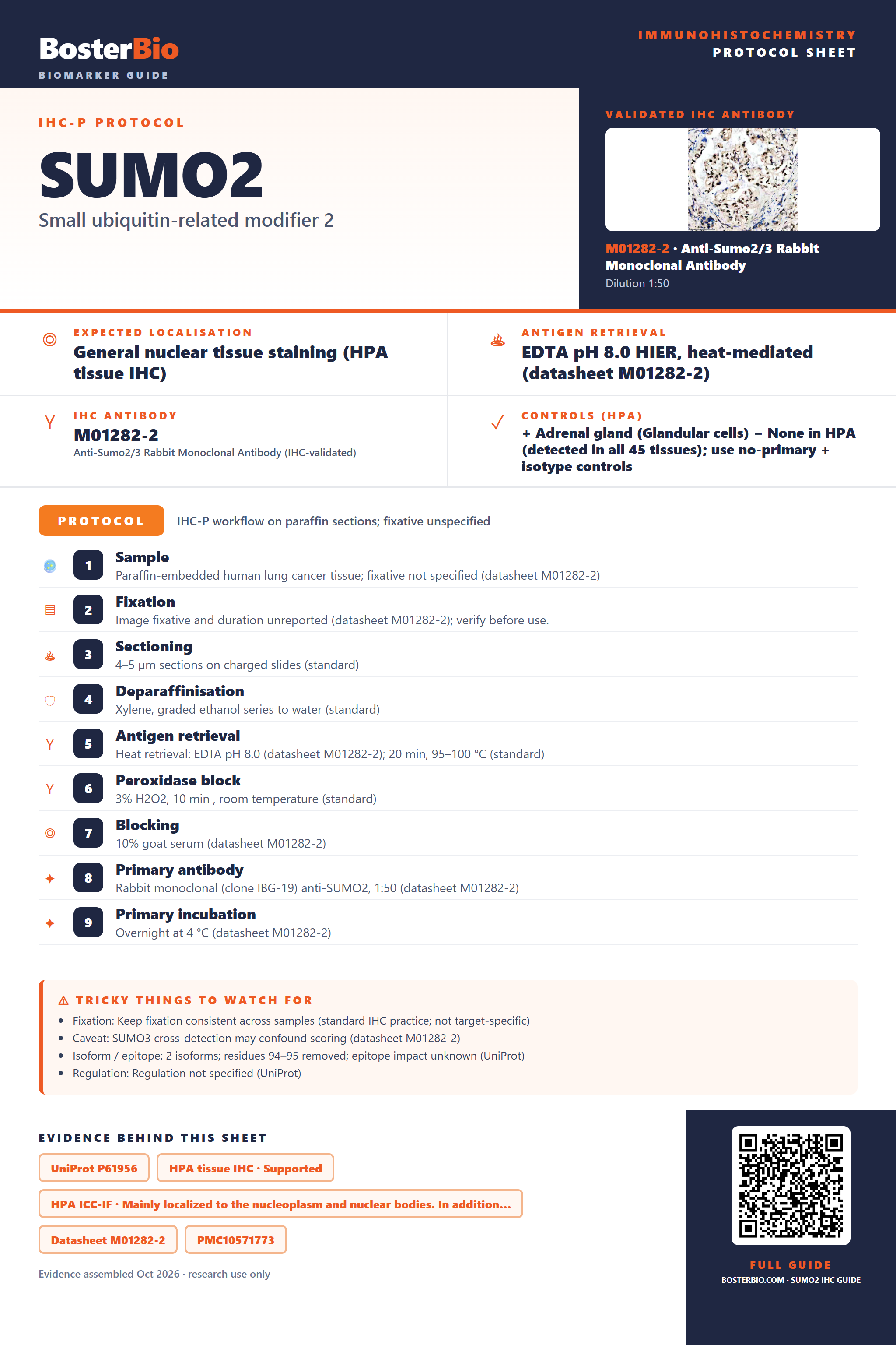 Immunohistochemistry protocol sheet for SUMO2 (IHC for SUMO2): expected localisation General nuclear tissue staining (HPA tissue IHC), antibody M01282-2, validated IHC image, and IHC protocol steps