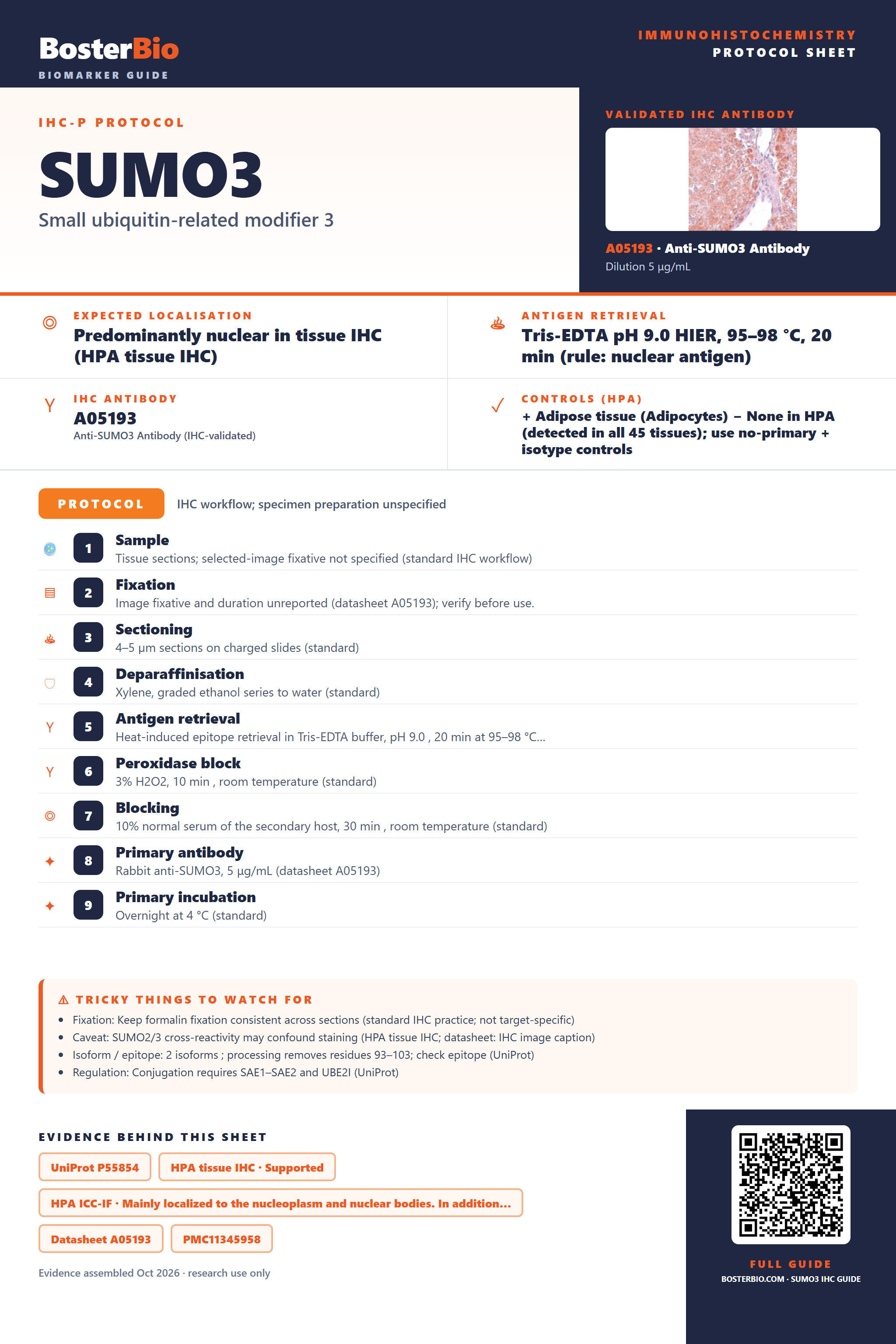 Immunohistochemistry protocol sheet for SUMO3 (IHC for SUMO3): expected localisation Predominantly nuclear in tissue IHC (HPA tissue IHC), antibody A05193, validated IHC image, and IHC protocol steps