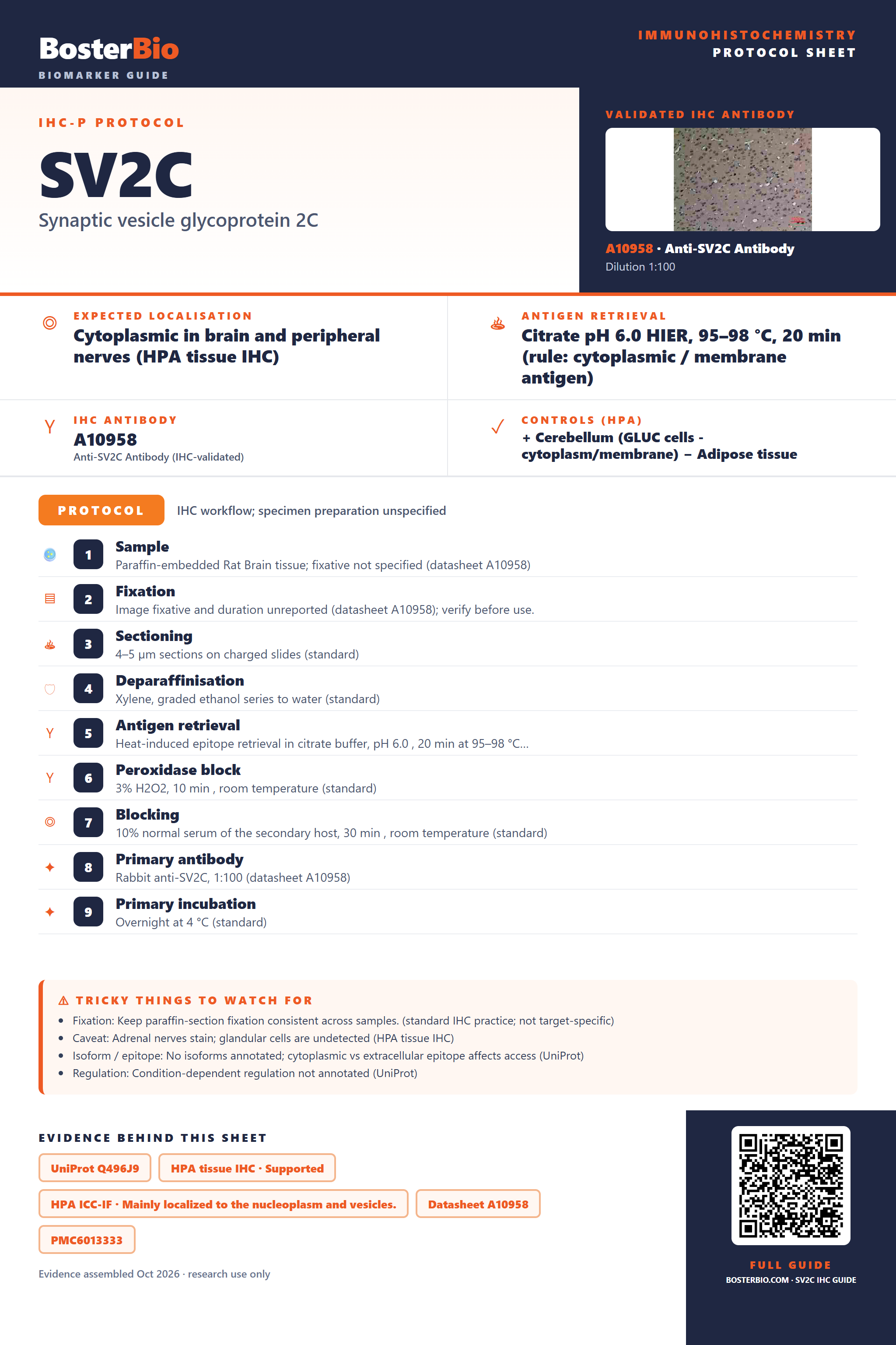 Immunohistochemistry protocol sheet for SV2C (IHC for SV2C): expected localisation Cytoplasmic in brain and peripheral nerves (HPA tissue IHC), antibody A10958, validated IHC image, and IHC protocol steps