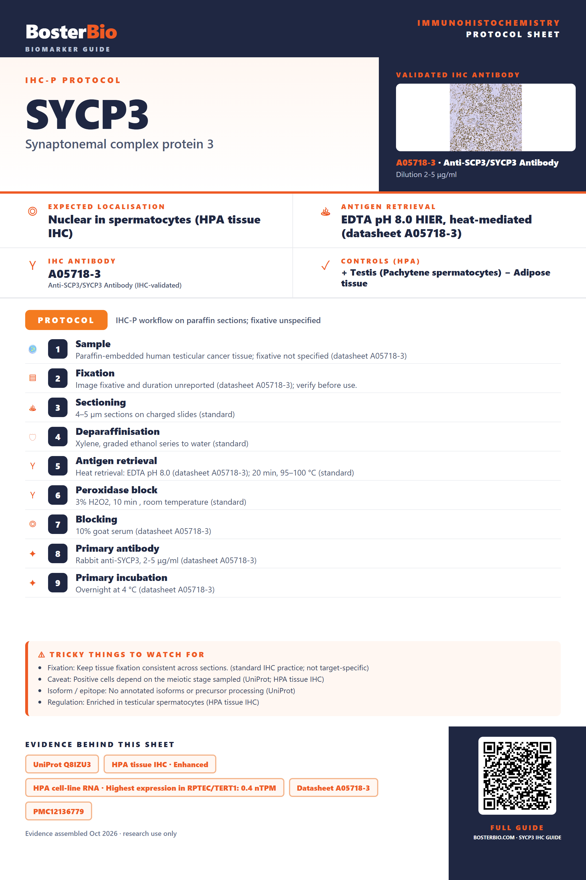 Immunohistochemistry protocol sheet for SYCP3 (IHC for SYCP3): expected localisation Nuclear in spermatocytes (HPA tissue IHC), antibody A05718-3, validated IHC image, and IHC protocol steps