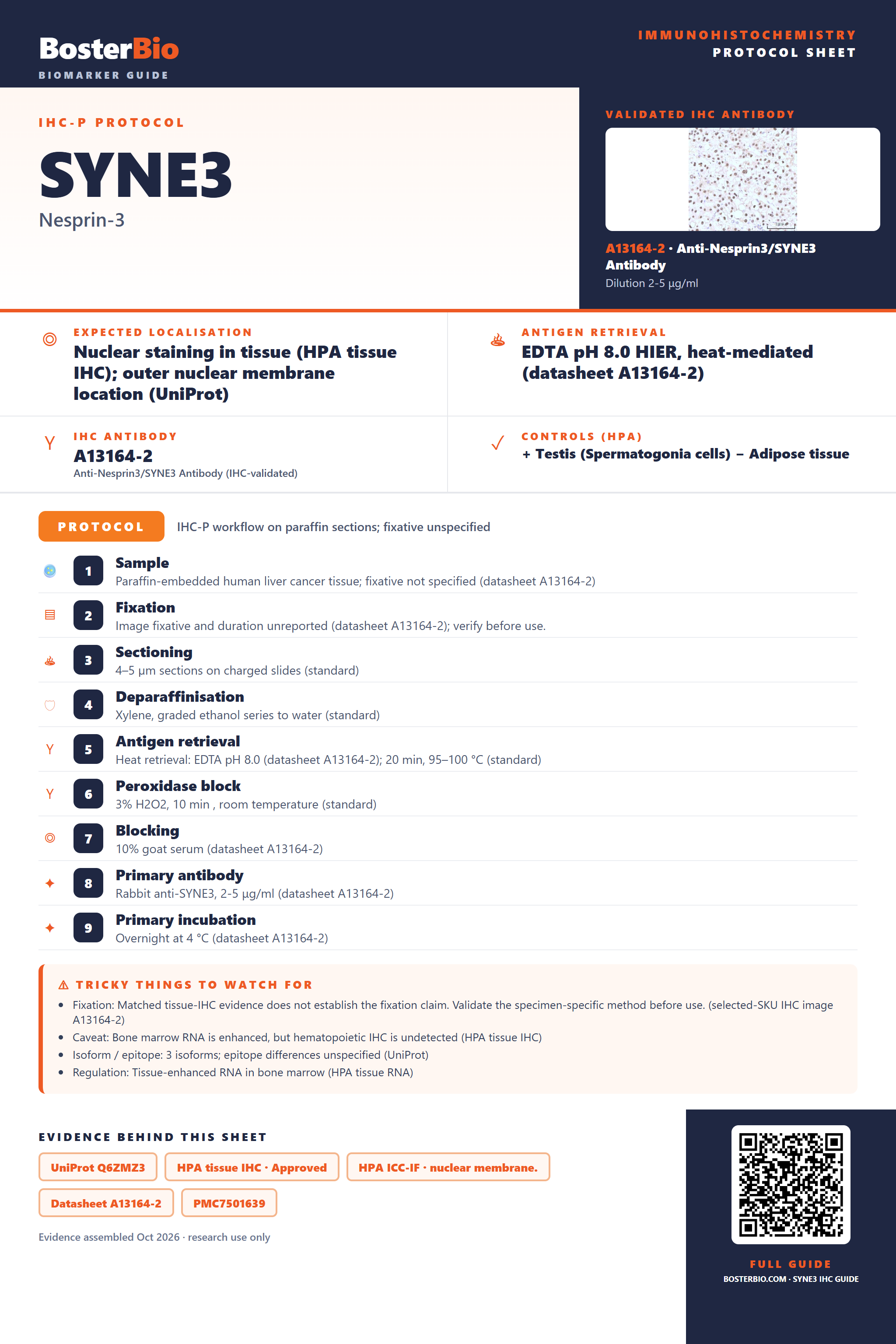 Immunohistochemistry protocol sheet for SYNE3 (IHC for SYNE3): expected localisation Nuclear staining in tissue (HPA tissue IHC); outer nuclear membrane location (UniProt), antibody A13164-2, validated IHC image, and IHC protocol steps