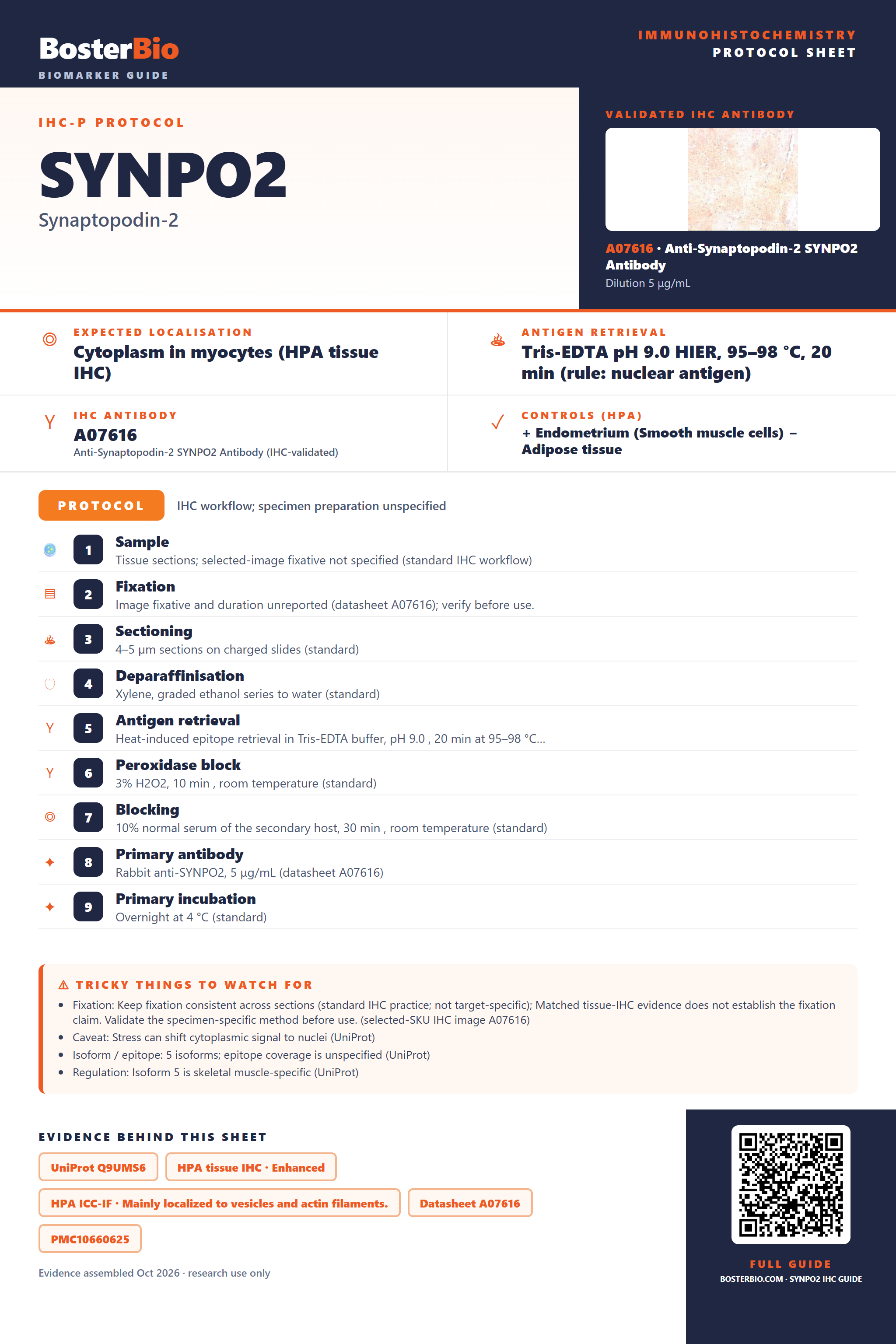 Immunohistochemistry protocol sheet for SYNPO2 (IHC for SYNPO2): expected localisation Cytoplasm in myocytes (HPA tissue IHC), antibody A07616, validated IHC image, and IHC protocol steps