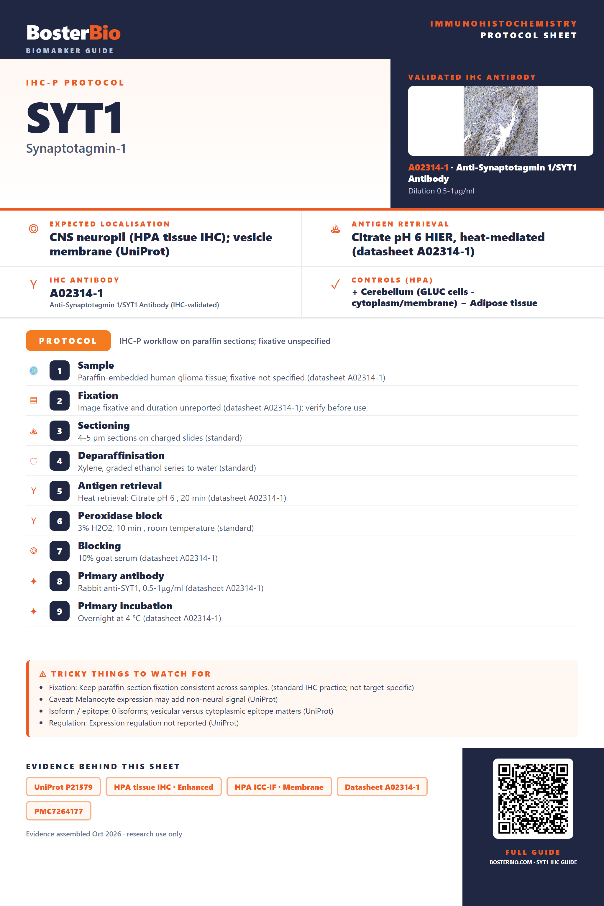 Immunohistochemistry protocol sheet for SYT1 (IHC for SYT1): expected localisation CNS neuropil (HPA tissue IHC); vesicle membrane (UniProt), antibody A02314-1, validated IHC image, and IHC protocol steps