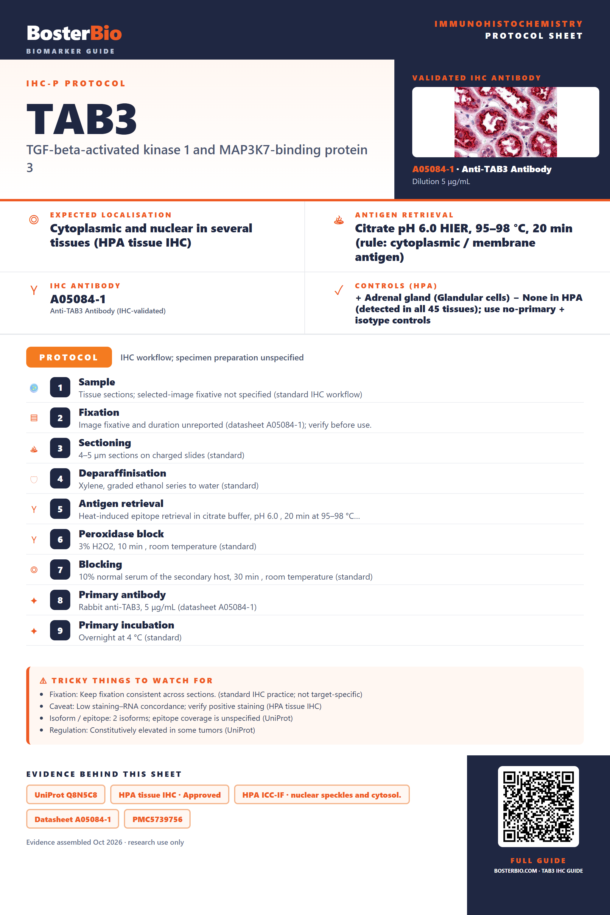 Immunohistochemistry protocol sheet for TAB3 (IHC for TAB3): expected localisation Cytoplasmic and nuclear in several tissues (HPA tissue IHC), antibody A05084-1, validated IHC image, and IHC protocol steps