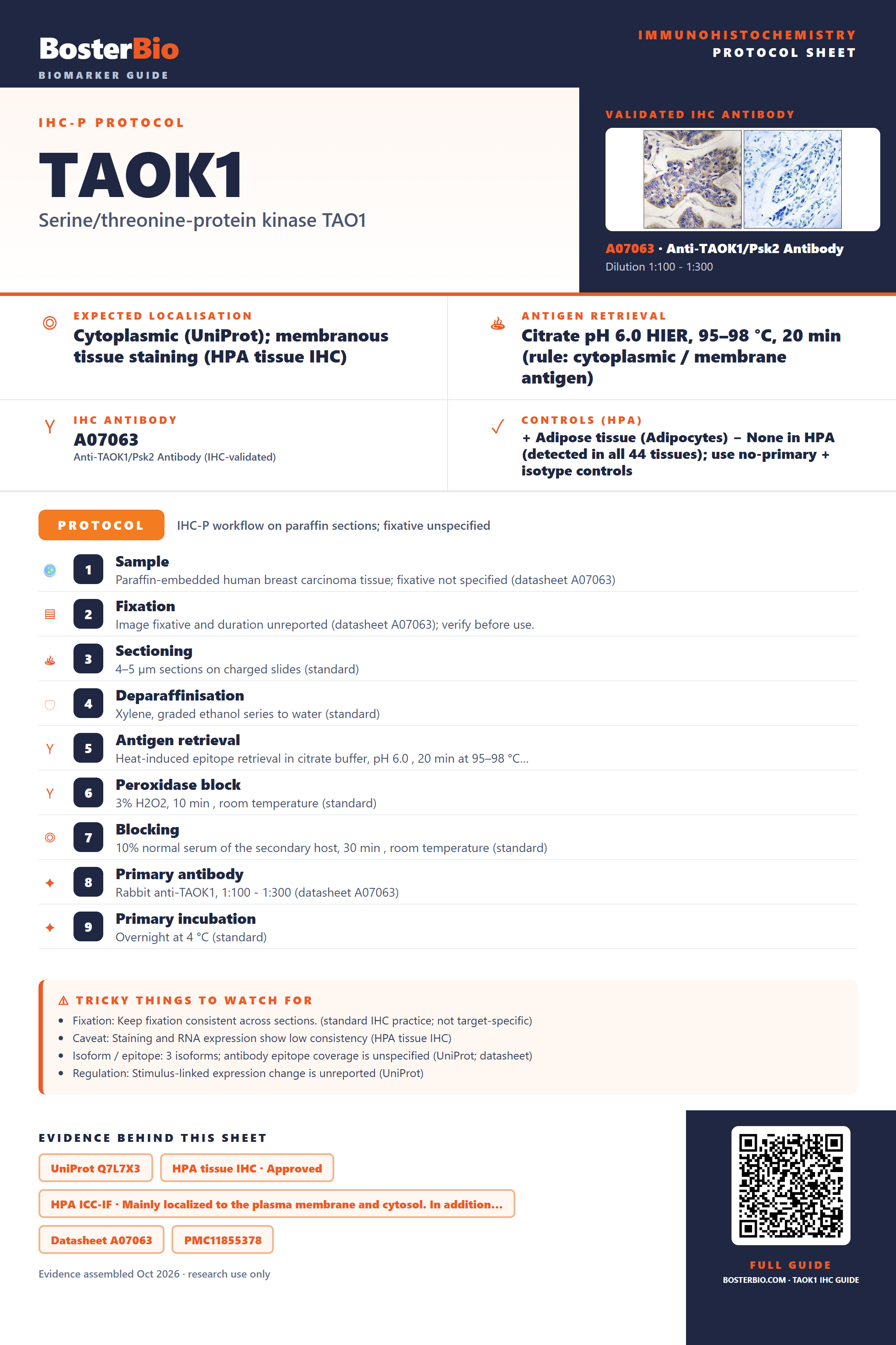 Immunohistochemistry protocol sheet for TAOK1 (IHC for TAOK1): expected localisation Cytoplasmic (UniProt); membranous tissue staining (HPA tissue IHC), antibody A07063, validated IHC image, and IHC protocol steps