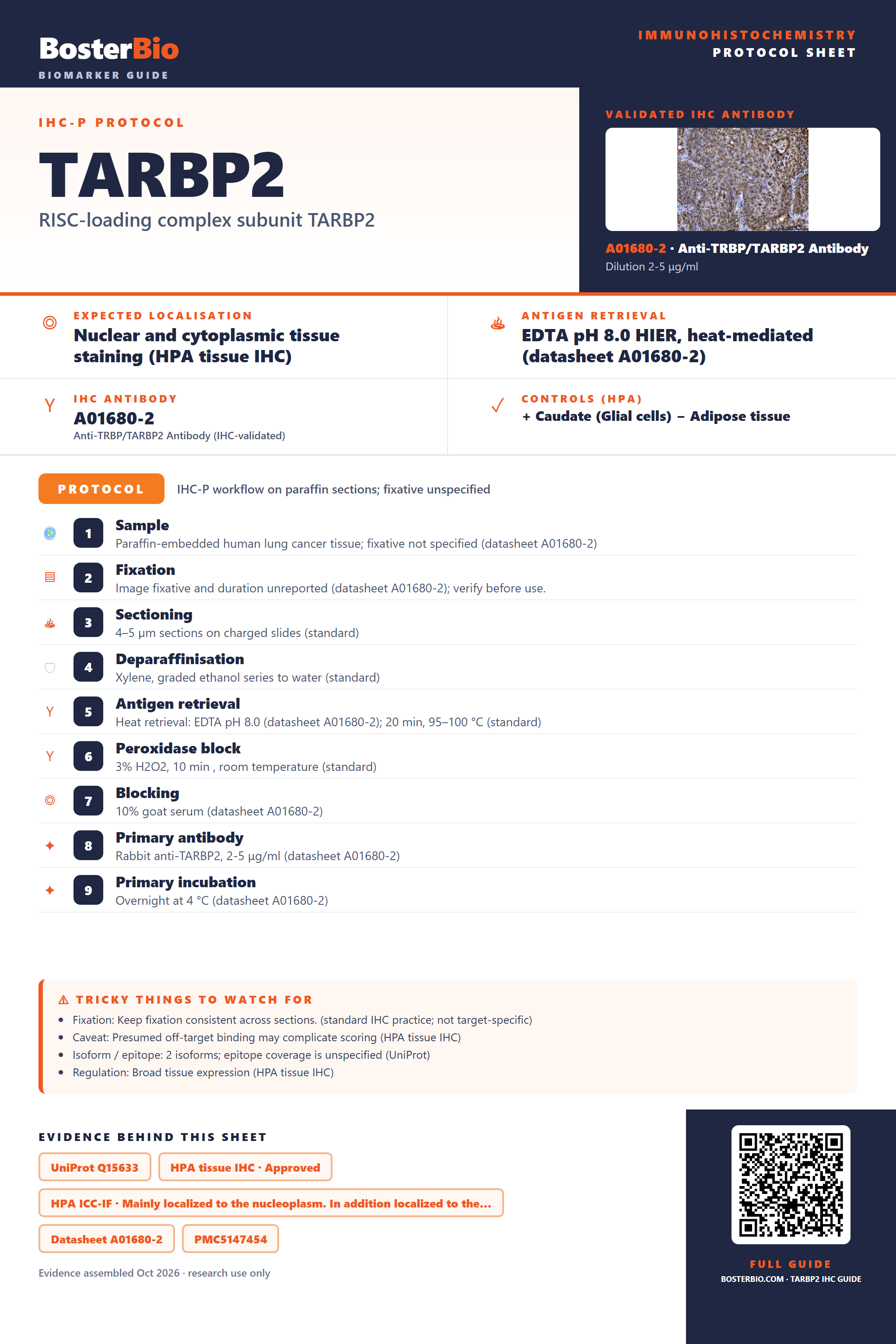 Immunohistochemistry protocol sheet for TARBP2 (IHC for TARBP2): expected localisation Nuclear and cytoplasmic tissue staining (HPA tissue IHC), antibody A01680-2, validated IHC image, and IHC protocol steps