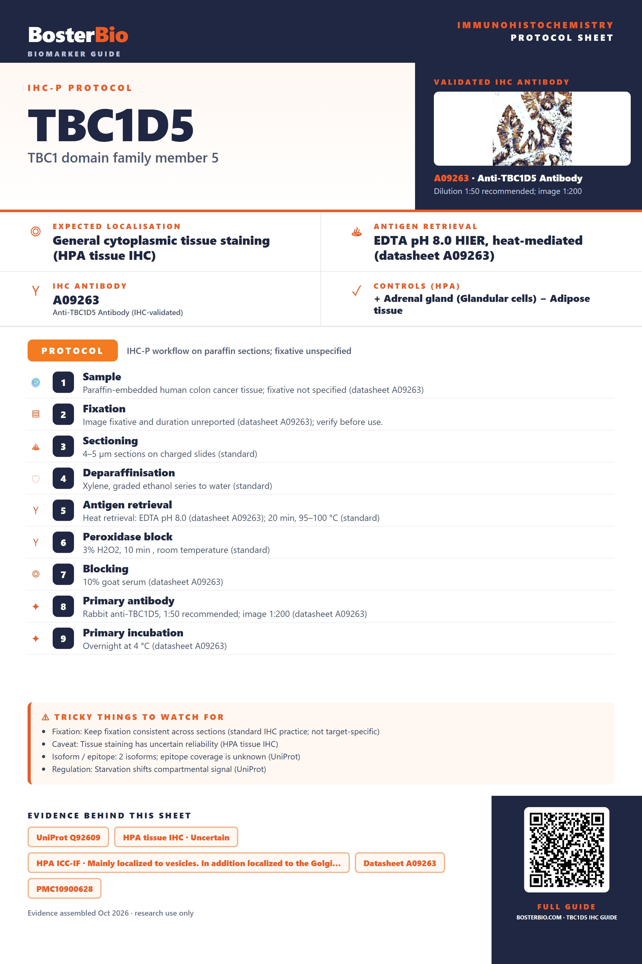 Immunohistochemistry protocol sheet for TBC1D5 (IHC for TBC1D5): expected localisation General cytoplasmic tissue staining (HPA tissue IHC), antibody A09263, validated IHC image, and IHC protocol steps
