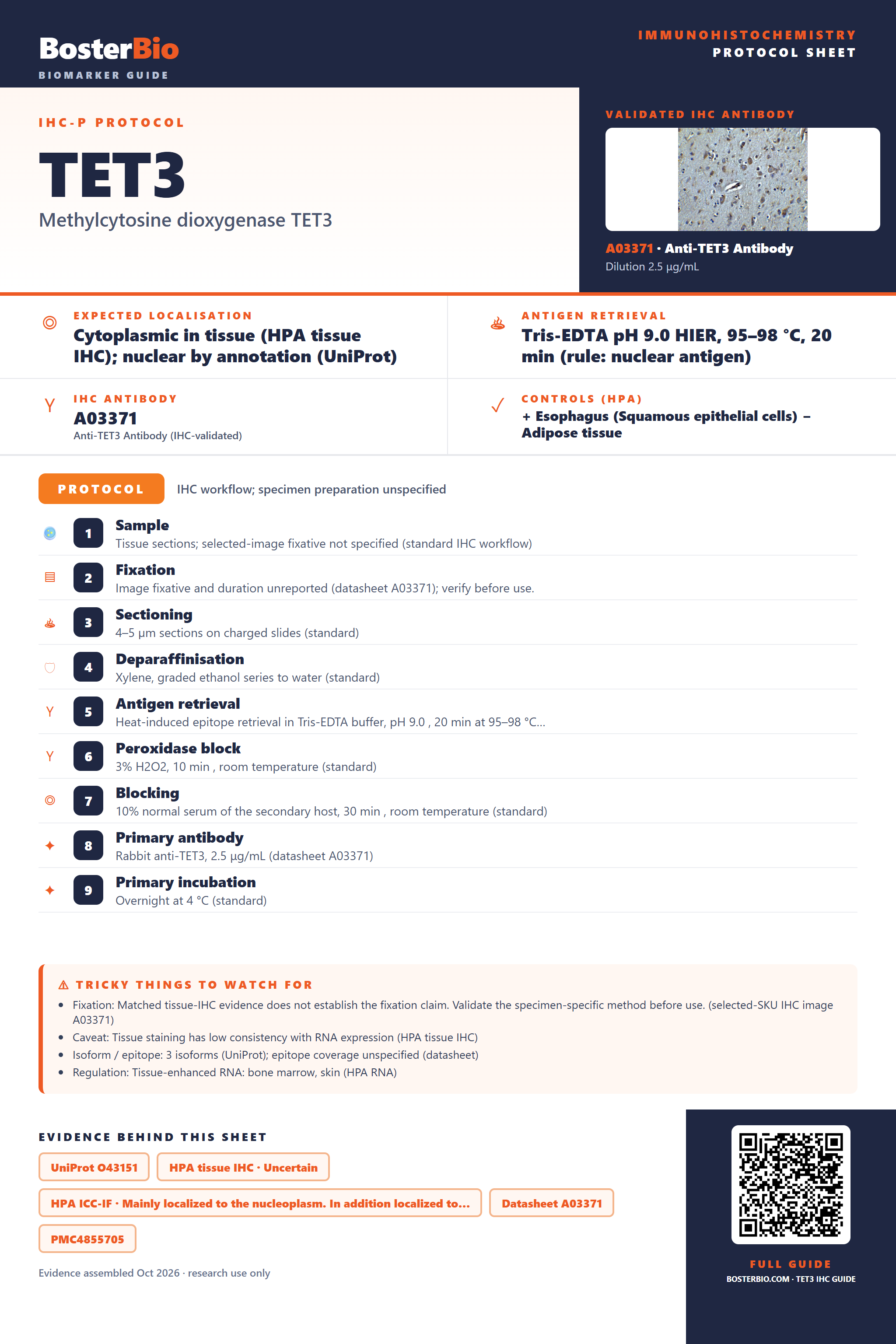 Immunohistochemistry protocol sheet for TET3 (IHC for TET3): expected localisation Cytoplasmic in tissue (HPA tissue IHC); nuclear by annotation (UniProt), antibody A03371, validated IHC image, and IHC protocol steps