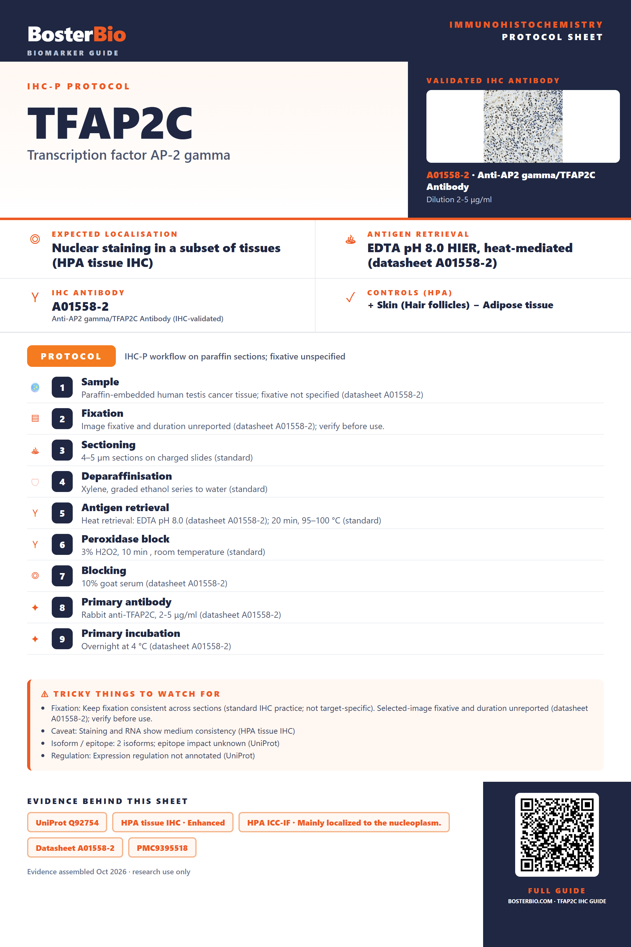 Immunohistochemistry protocol sheet for TFAP2C (IHC for TFAP2C): expected localisation Nuclear staining in a subset of tissues (HPA tissue IHC), antibody A01558-2, validated IHC image, and IHC protocol steps