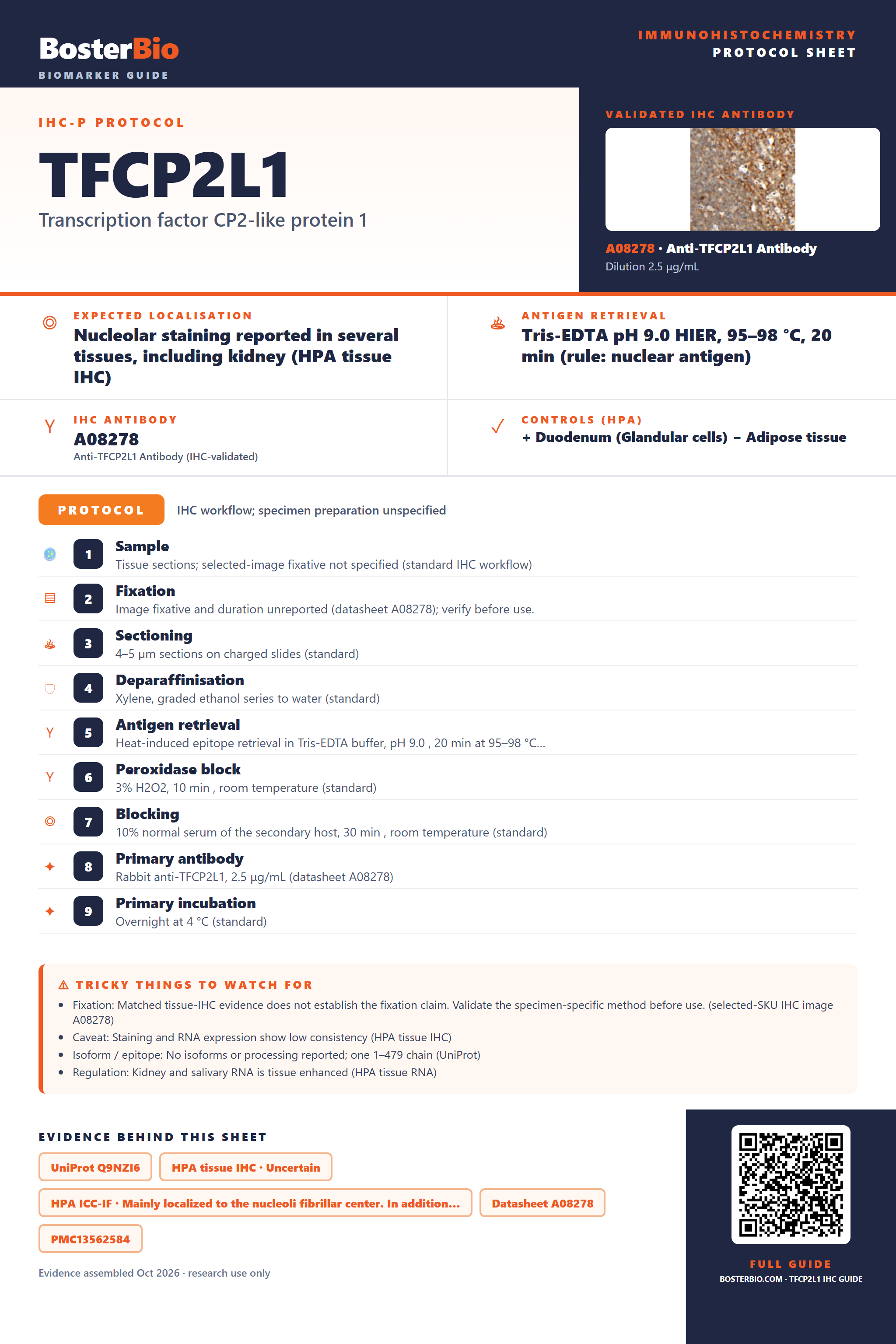 Immunohistochemistry protocol sheet for TFCP2L1 (IHC for TFCP2L1): expected localisation Nucleolar staining reported in several tissues, including kidney (HPA tissue IHC), antibody A08278, validated IHC image, and IHC protocol steps