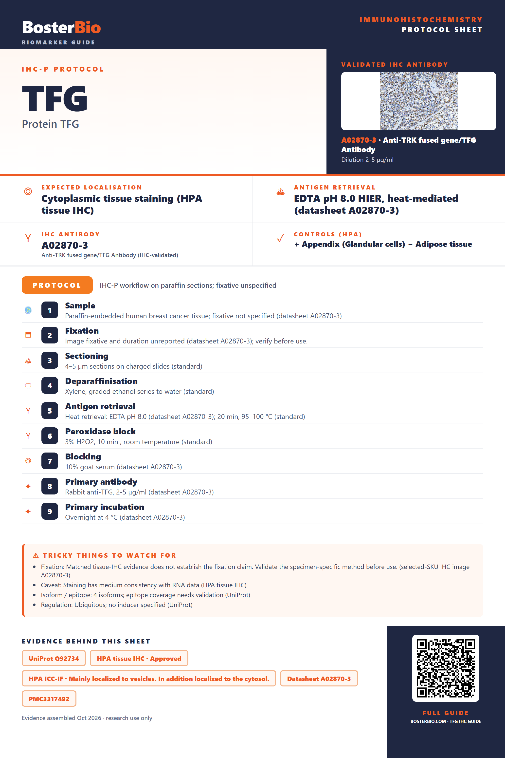 Immunohistochemistry protocol sheet for TFG (IHC for TFG): expected localisation Cytoplasmic tissue staining (HPA tissue IHC), antibody A02870-3, validated IHC image, and IHC protocol steps