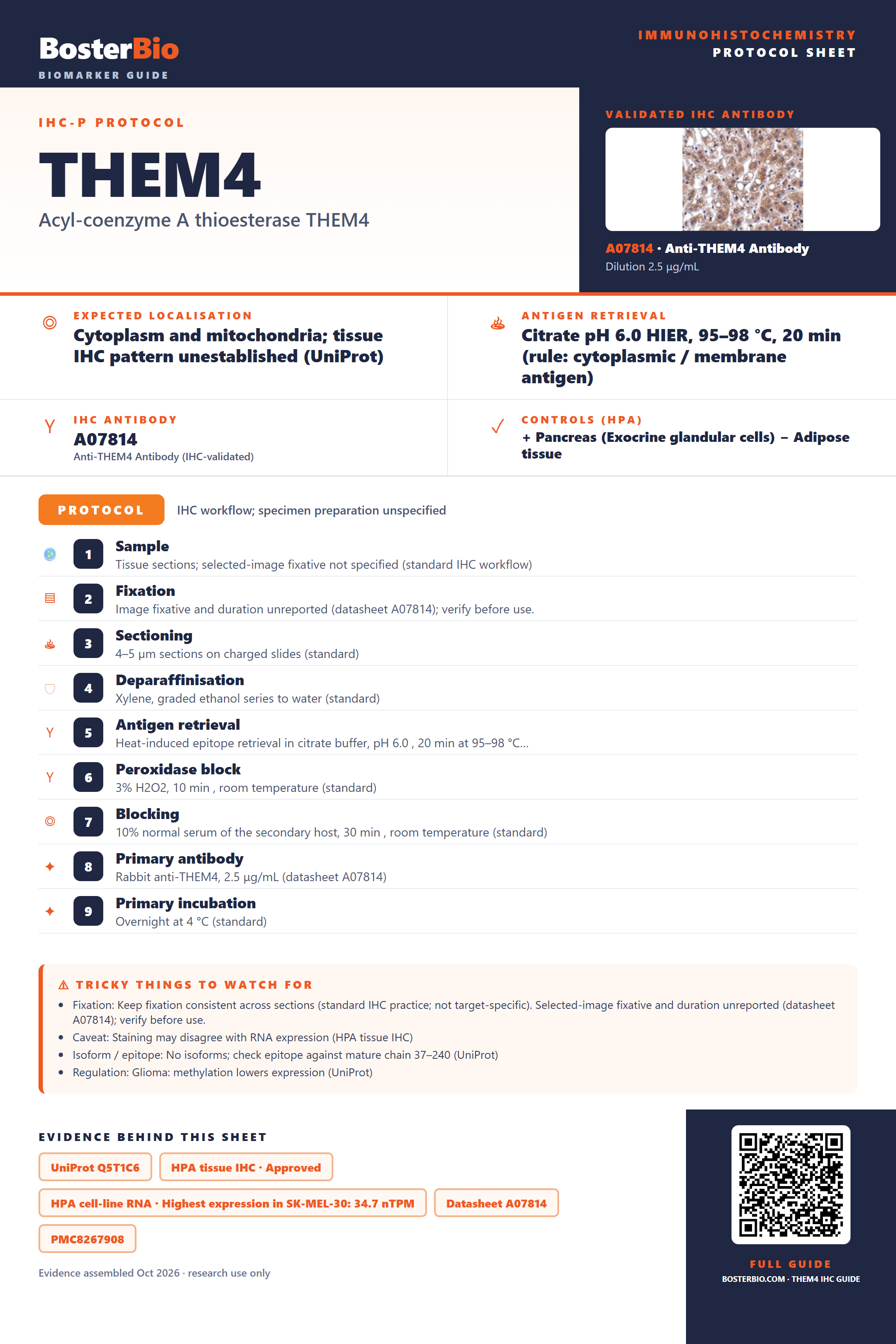 Immunohistochemistry protocol sheet for THEM4 (IHC for THEM4): expected localisation Cytoplasm and mitochondria; tissue IHC pattern unestablished (UniProt), antibody A07814, validated IHC image, and IHC protocol steps
