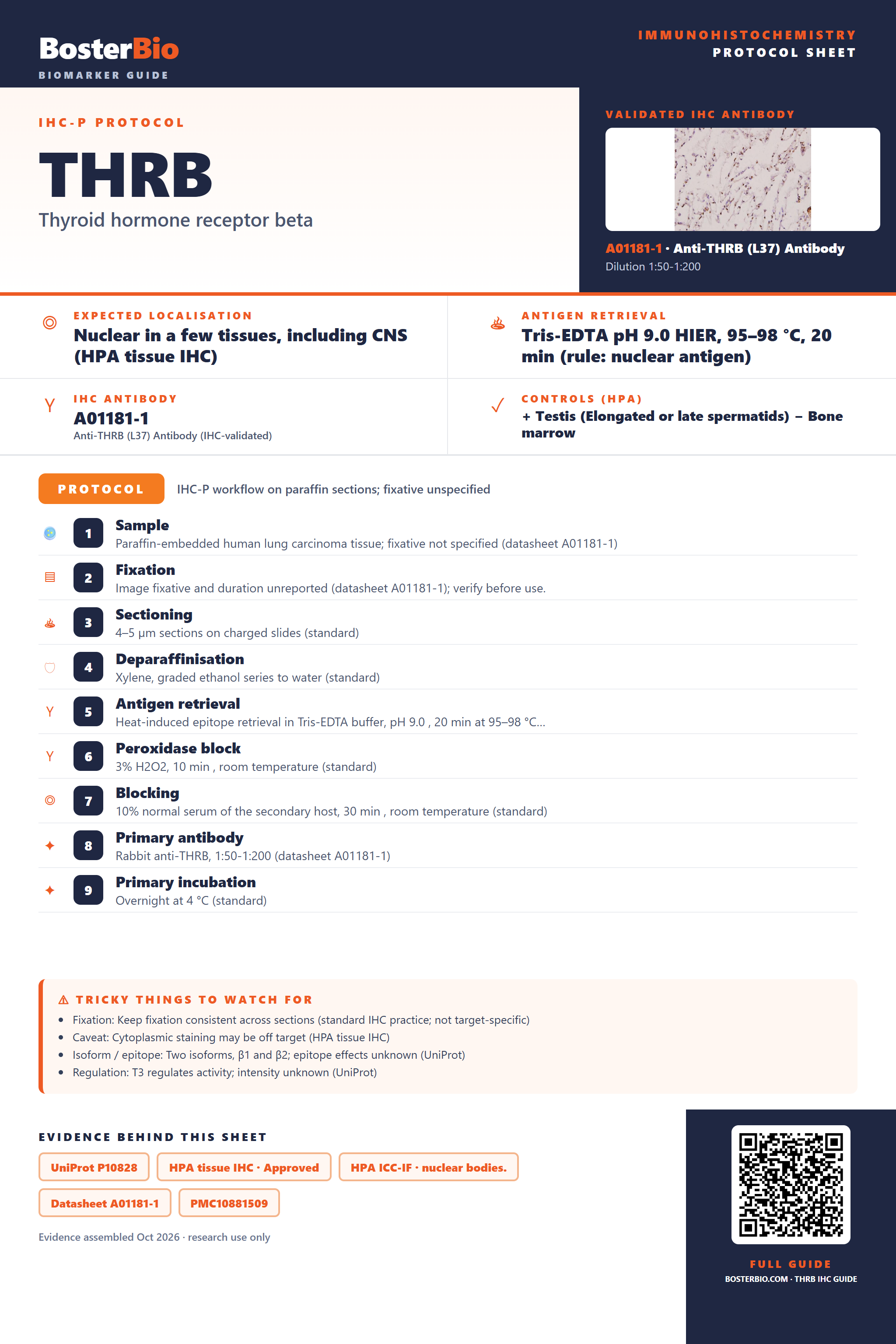 Immunohistochemistry protocol sheet for THRB (IHC for THRB): expected localisation Nuclear in a few tissues, including CNS (HPA tissue IHC), antibody A01181-1, validated IHC image, and IHC protocol steps