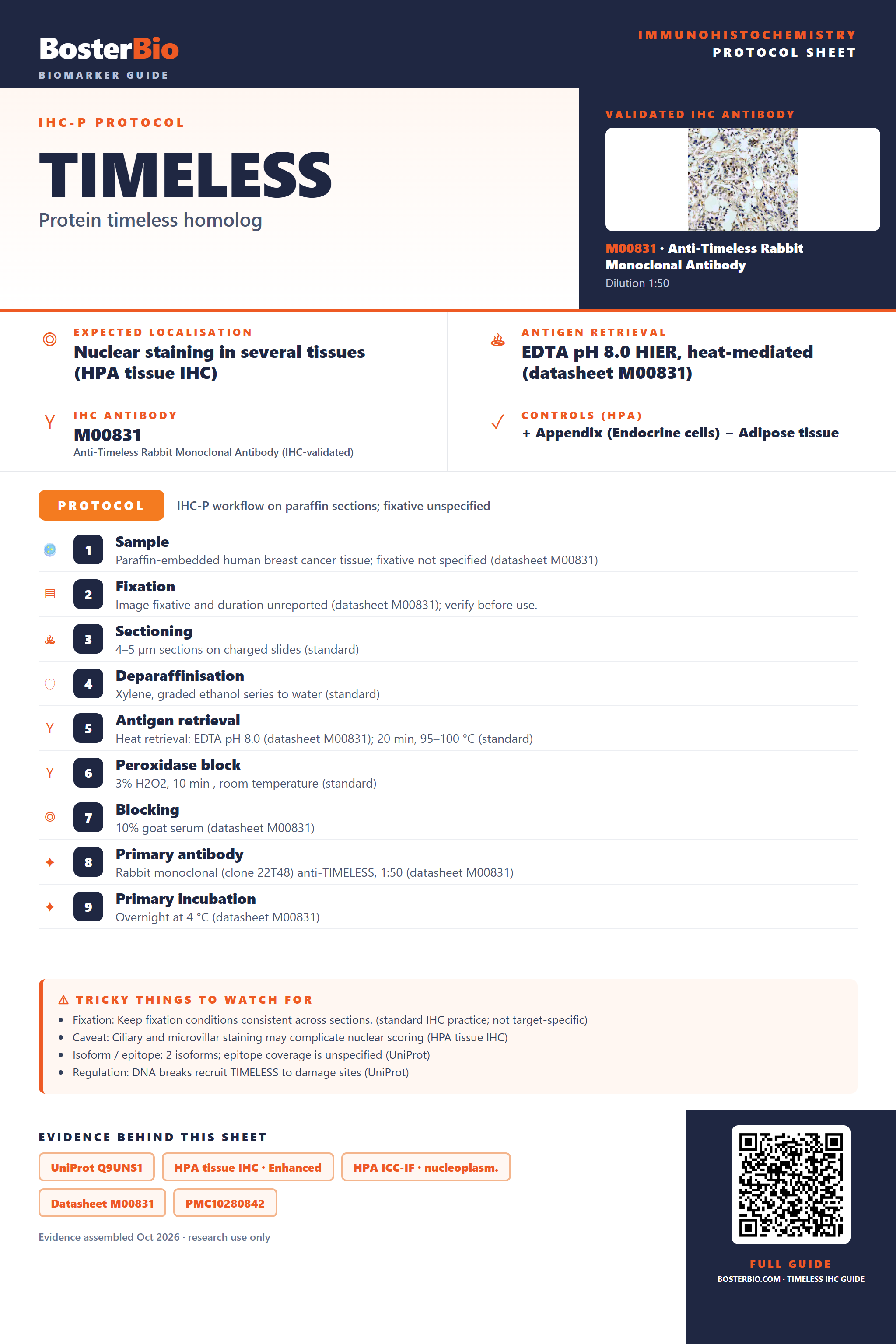 Immunohistochemistry protocol sheet for TIMELESS (IHC for TIMELESS): expected localisation Nuclear staining in several tissues (HPA tissue IHC), antibody M00831, validated IHC image, and IHC protocol steps