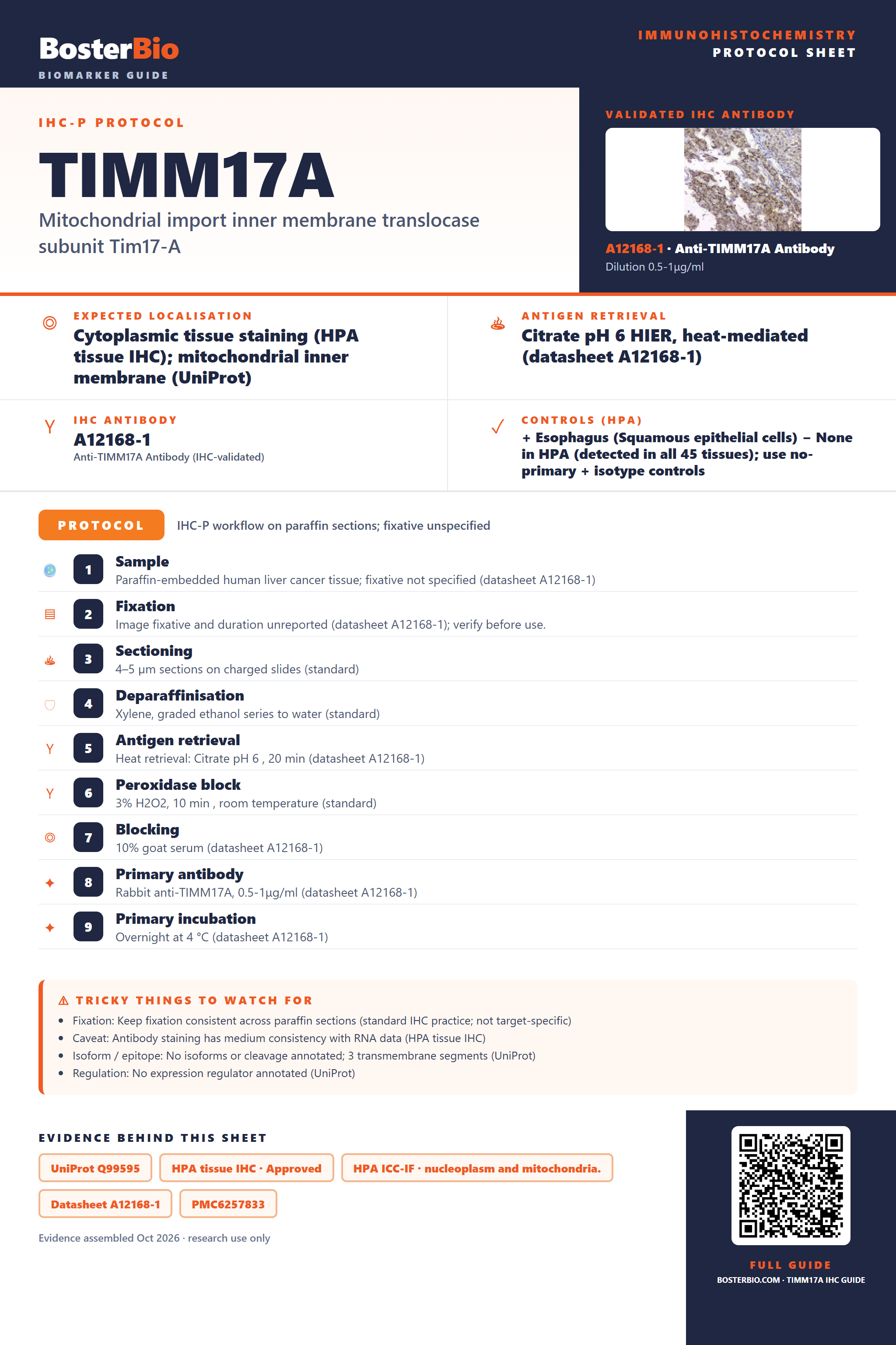 Immunohistochemistry protocol sheet for TIMM17A (IHC for TIMM17A): expected localisation Cytoplasmic tissue staining (HPA tissue IHC); mitochondrial inner membrane (UniProt), antibody A12168-1, validated IHC image, and IHC protocol steps