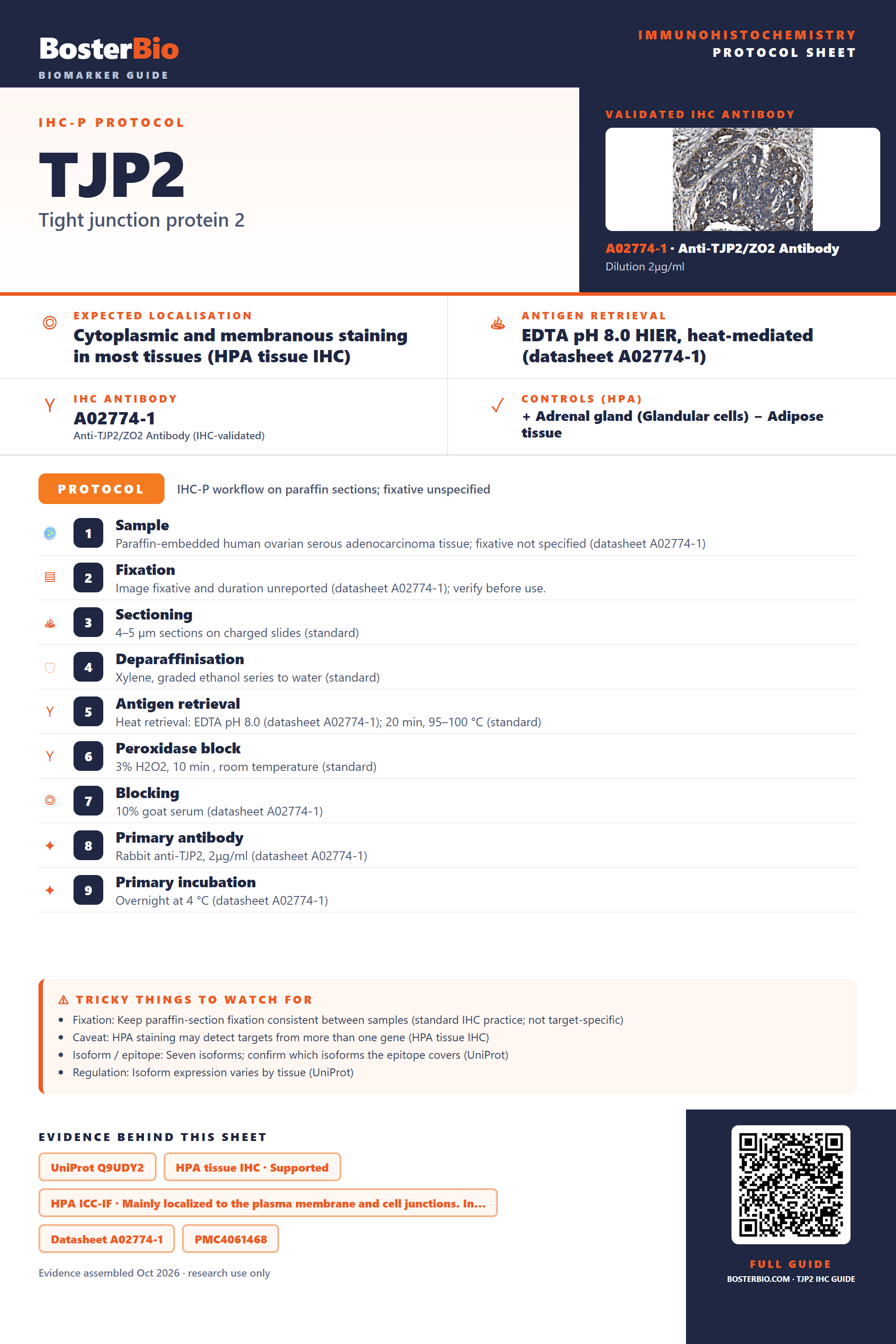 Immunohistochemistry protocol sheet for TJP2 (IHC for TJP2): expected localisation Cytoplasmic and membranous staining in most tissues (HPA tissue IHC), antibody A02774-1, validated IHC image, and IHC protocol steps