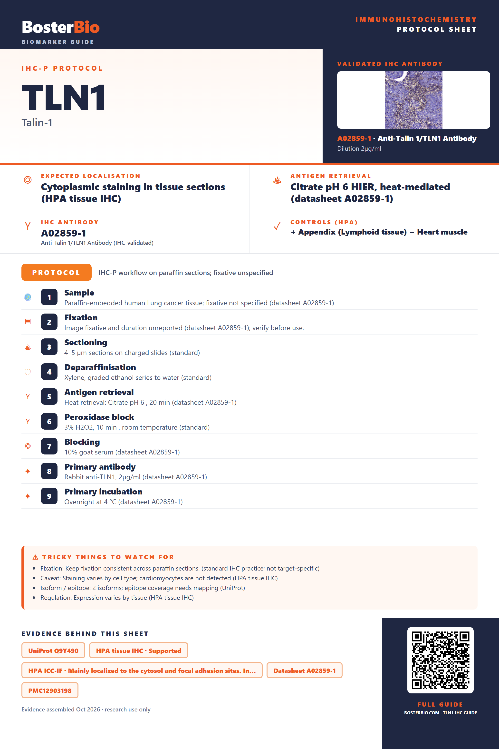 Immunohistochemistry protocol sheet for TLN1 (IHC for TLN1): expected localisation Cytoplasmic staining in tissue sections (HPA tissue IHC), antibody A02859-1, validated IHC image, and IHC protocol steps
