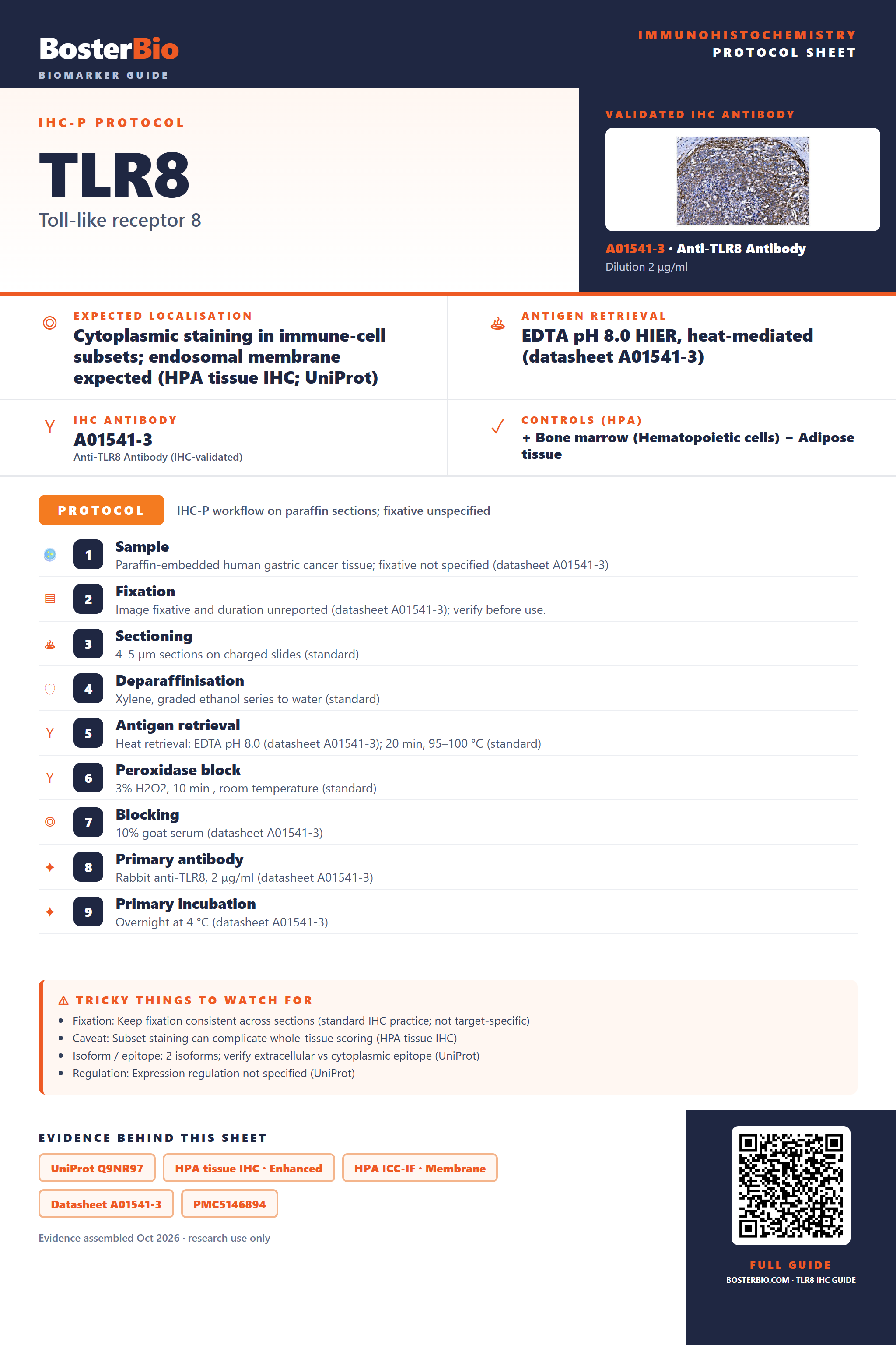 Immunohistochemistry protocol sheet for TLR8 (IHC for TLR8): expected localisation Cytoplasmic staining in immune-cell subsets; endosomal membrane expected (HPA tissue IHC; UniProt), antibody A01541-3, validated IHC image, and IHC protocol steps