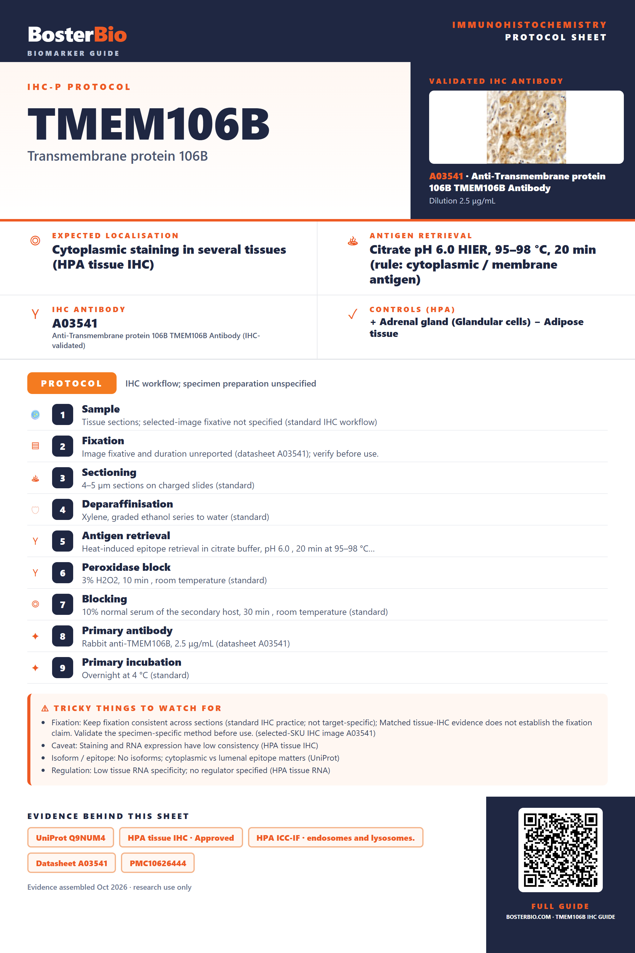 Immunohistochemistry protocol sheet for TMEM106B (IHC for TMEM106B): expected localisation Cytoplasmic staining in several tissues (HPA tissue IHC), antibody A03541, validated IHC image, and IHC protocol steps