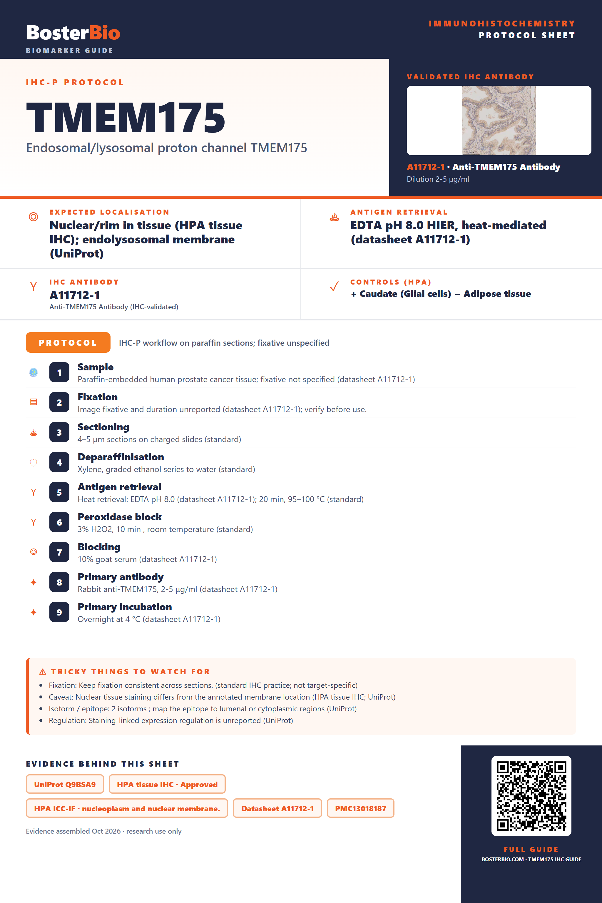 Immunohistochemistry protocol sheet for TMEM175 (IHC for TMEM175): expected localisation Nuclear/rim in tissue (HPA tissue IHC); endolysosomal membrane (UniProt), antibody A11712-1, validated IHC image, and IHC protocol steps