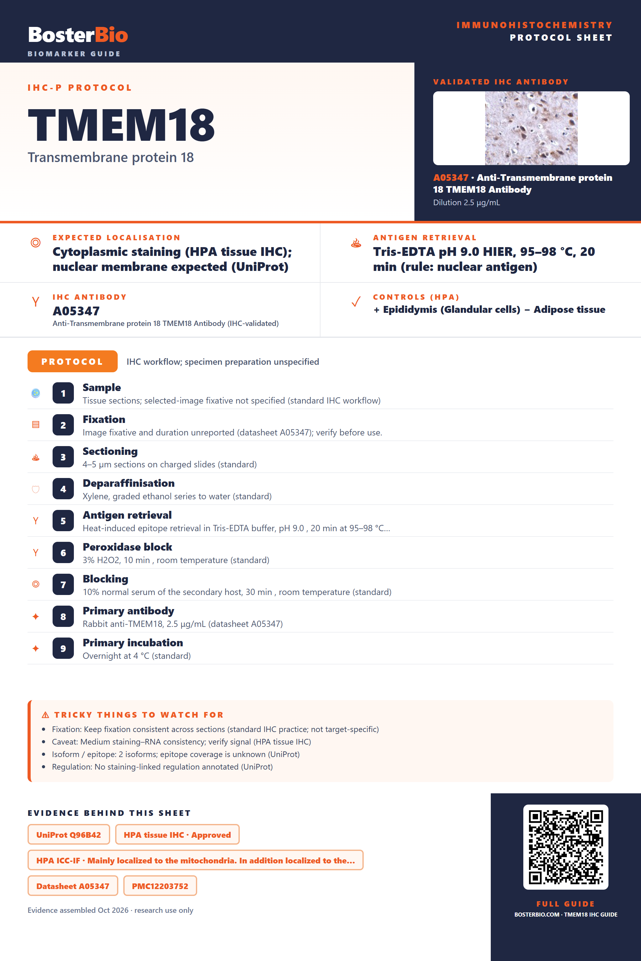 Immunohistochemistry protocol sheet for TMEM18 (IHC for TMEM18): expected localisation Cytoplasmic staining (HPA tissue IHC); nuclear membrane expected (UniProt), antibody A05347, validated IHC image, and IHC protocol steps