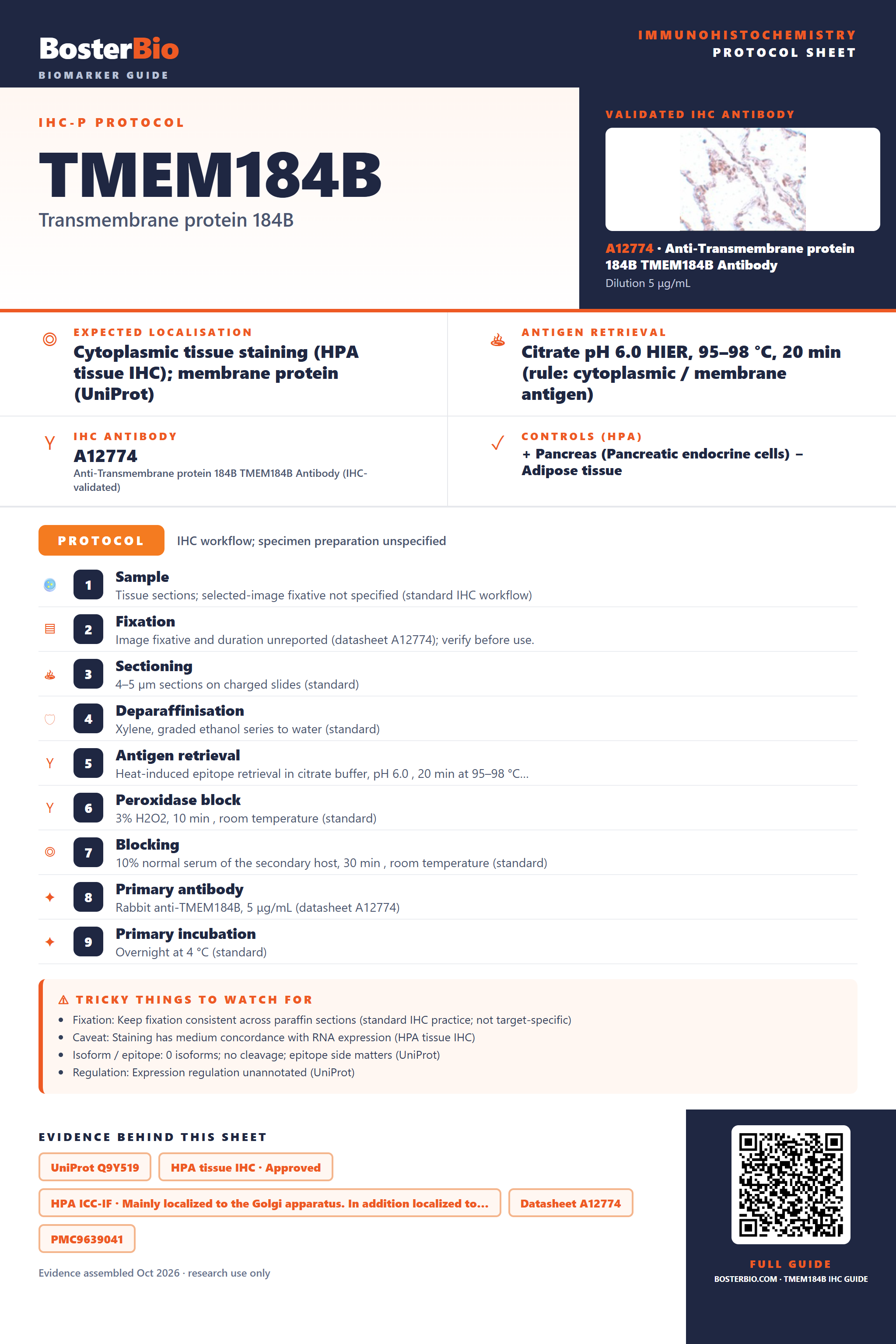 Immunohistochemistry protocol sheet for TMEM184B (IHC for TMEM184B): expected localisation Cytoplasmic tissue staining (HPA tissue IHC); membrane protein (UniProt), antibody A12774, validated IHC image, and IHC protocol steps