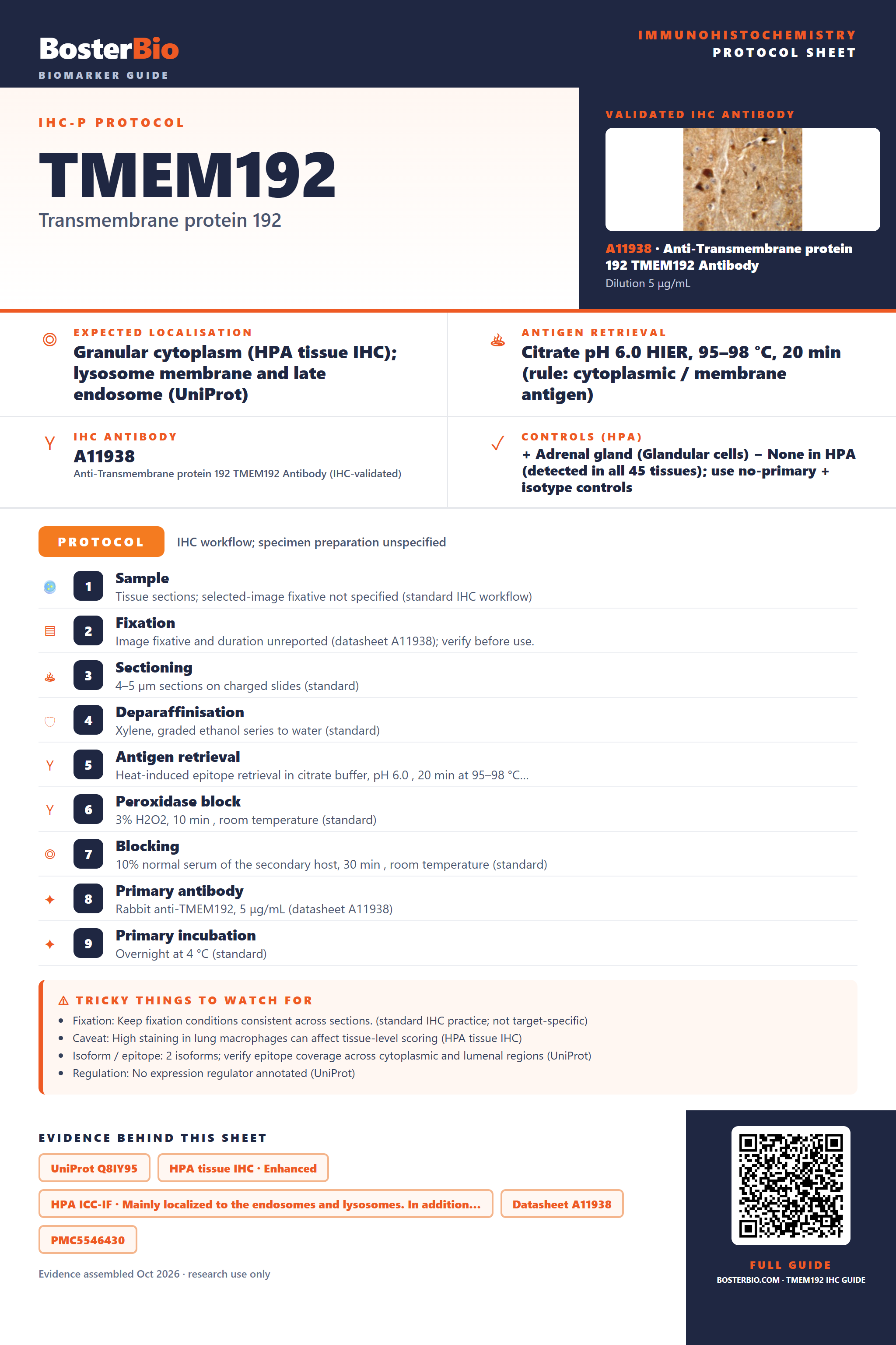 Immunohistochemistry protocol sheet for TMEM192 (IHC for TMEM192): expected localisation Granular cytoplasm (HPA tissue IHC); lysosome membrane and late endosome (UniProt), antibody A11938, validated IHC image, and IHC protocol steps