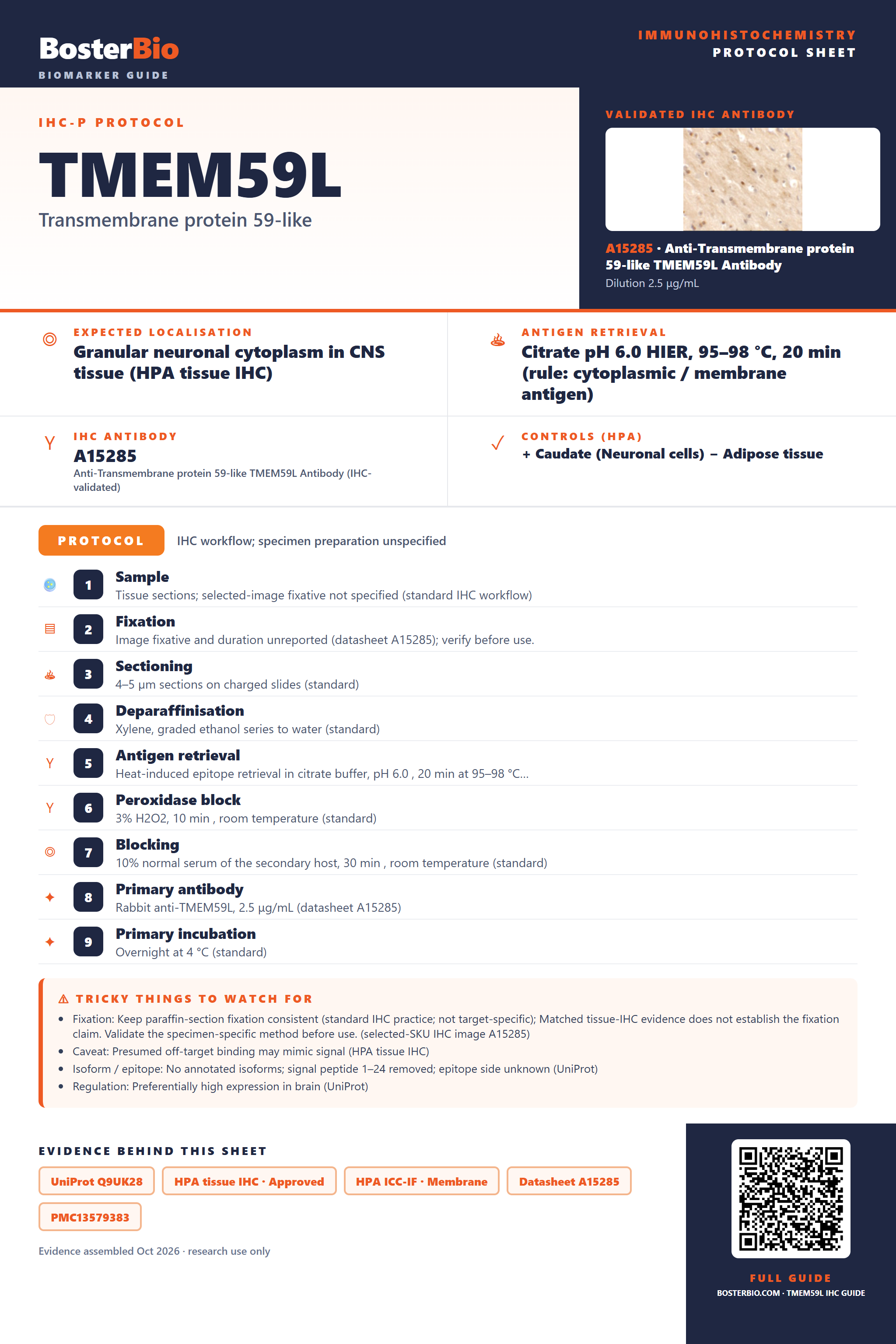 Immunohistochemistry protocol sheet for TMEM59L (IHC for TMEM59L): expected localisation Granular neuronal cytoplasm in CNS tissue (HPA tissue IHC), antibody A15285, validated IHC image, and IHC protocol steps