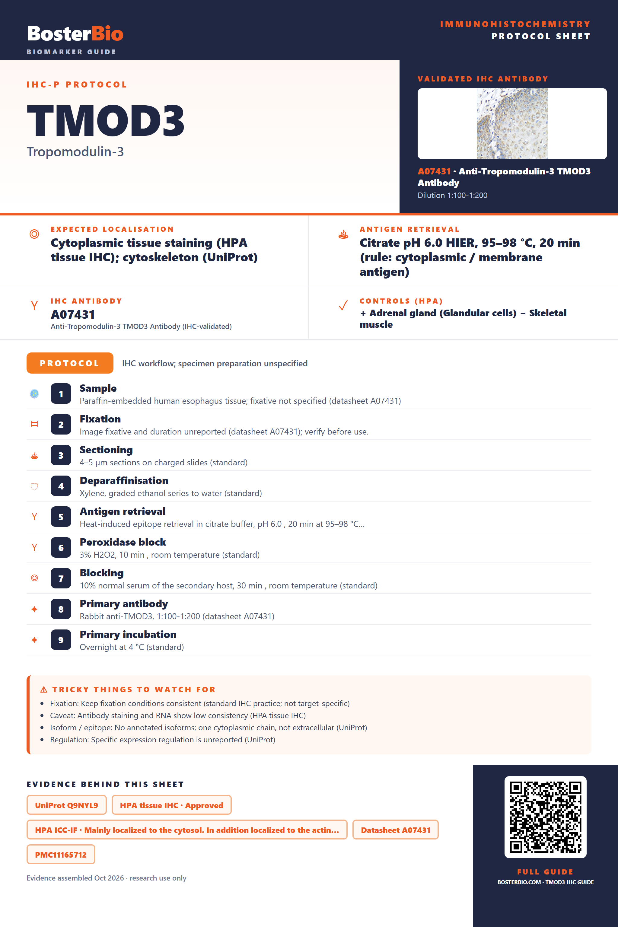 Immunohistochemistry protocol sheet for TMOD3 (IHC for TMOD3): expected localisation Cytoplasmic tissue staining (HPA tissue IHC); cytoskeleton (UniProt), antibody A07431, validated IHC image, and IHC protocol steps
