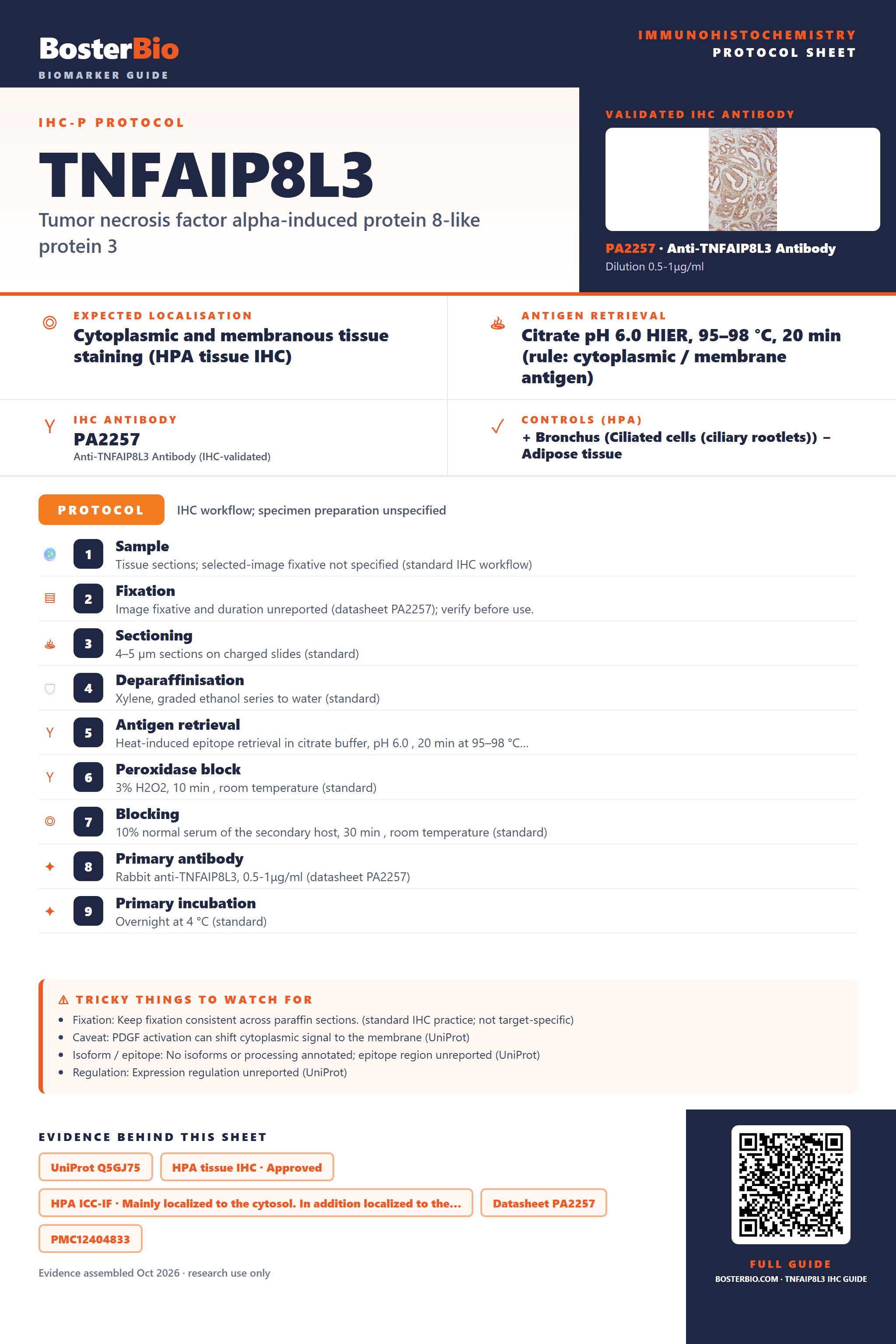 Immunohistochemistry protocol sheet for TNFAIP8L3 (IHC for TNFAIP8L3): expected localisation Cytoplasmic and membranous tissue staining (HPA tissue IHC), antibody PA2257, validated IHC image, and IHC protocol steps