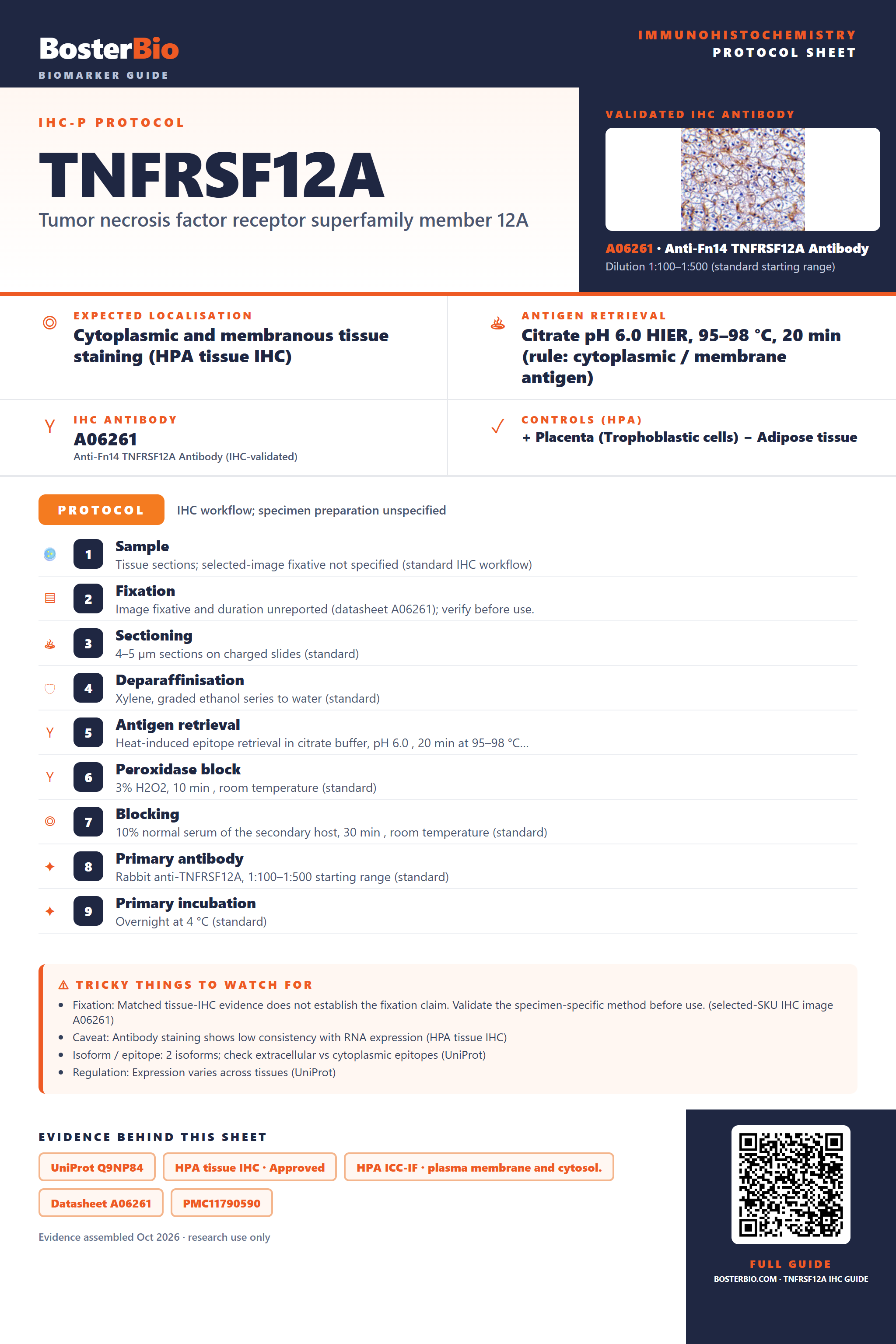 Immunohistochemistry protocol sheet for TNFRSF12A (IHC for TNFRSF12A): expected localisation Cytoplasmic and membranous tissue staining (HPA tissue IHC), antibody A06261, validated IHC image, and IHC protocol steps