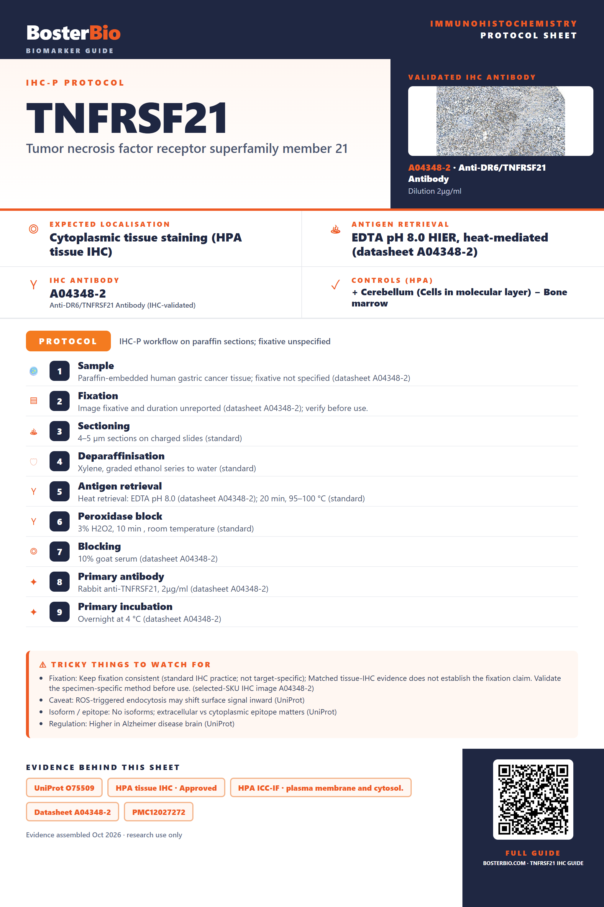 Immunohistochemistry protocol sheet for TNFRSF21 (IHC for TNFRSF21): expected localisation Cytoplasmic tissue staining (HPA tissue IHC), antibody A04348-2, validated IHC image, and IHC protocol steps