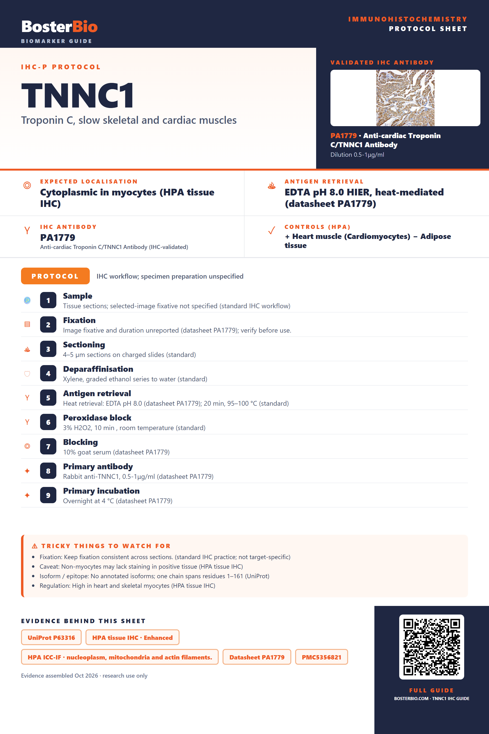 Immunohistochemistry protocol sheet for TNNC1 (IHC for TNNC1): expected localisation Cytoplasmic in myocytes (HPA tissue IHC), antibody PA1779, validated IHC image, and IHC protocol steps