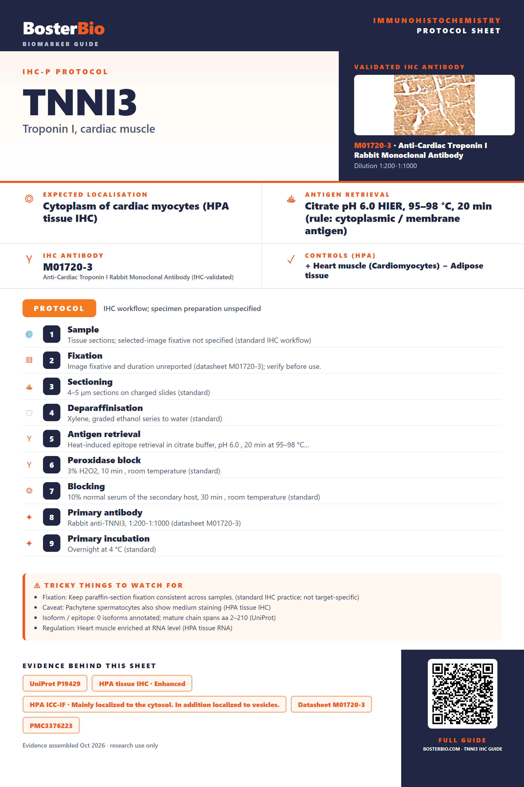 Immunohistochemistry protocol sheet for TNNI3 (IHC for TNNI3): expected localisation Cytoplasm of cardiac myocytes (HPA tissue IHC), antibody M01720-3, validated IHC image, and IHC protocol steps