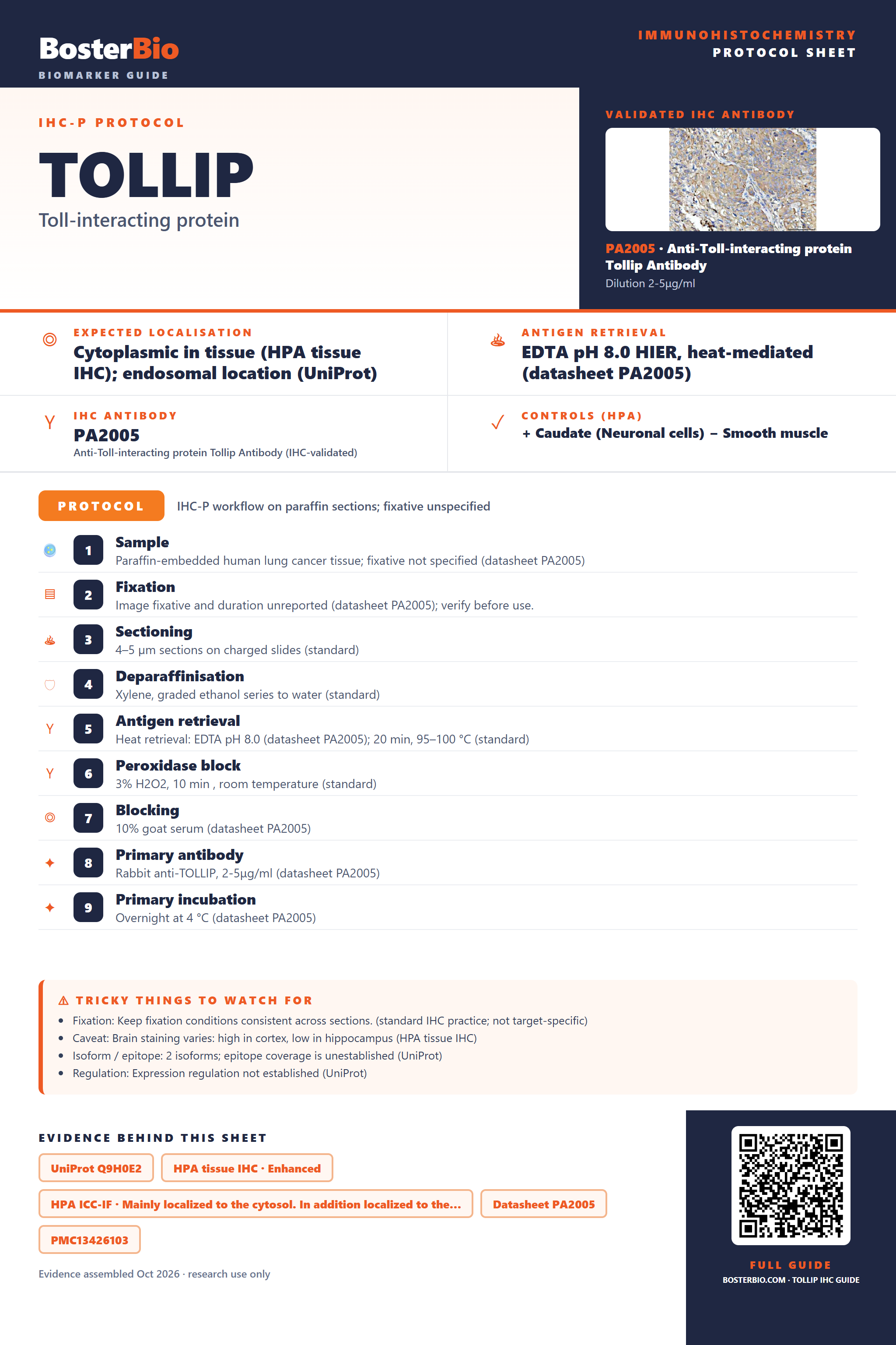 Immunohistochemistry protocol sheet for TOLLIP (IHC for TOLLIP): expected localisation Cytoplasmic in tissue (HPA tissue IHC); endosomal location (UniProt), antibody PA2005, validated IHC image, and IHC protocol steps