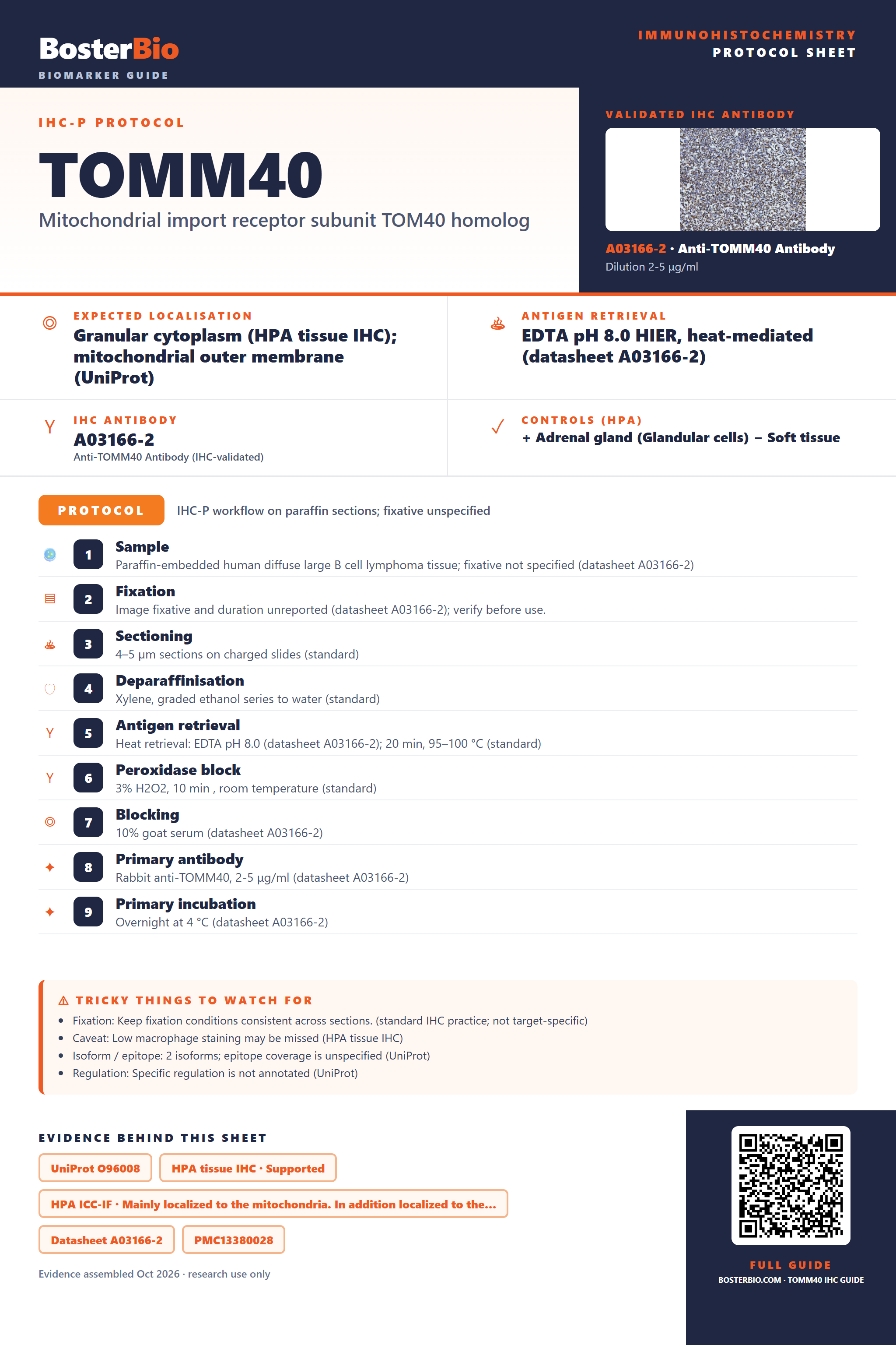 Immunohistochemistry protocol sheet for TOMM40 (IHC for TOMM40): expected localisation Granular cytoplasm (HPA tissue IHC); mitochondrial outer membrane (UniProt), antibody A03166-2, validated IHC image, and IHC protocol steps