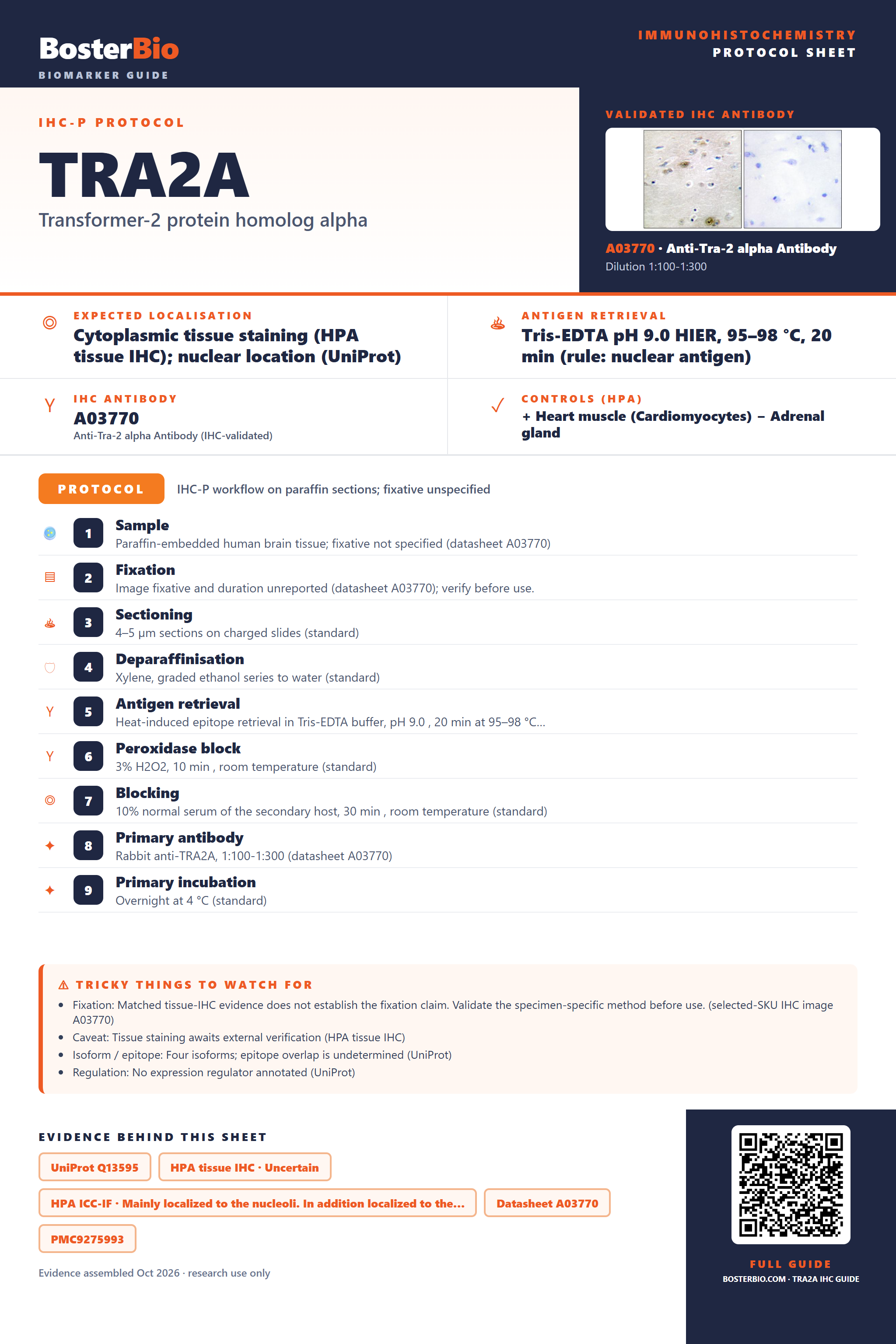 Immunohistochemistry protocol sheet for TRA2A (IHC for TRA2A): expected localisation Cytoplasmic tissue staining (HPA tissue IHC); nuclear location (UniProt), antibody A03770, validated IHC image, and IHC protocol steps