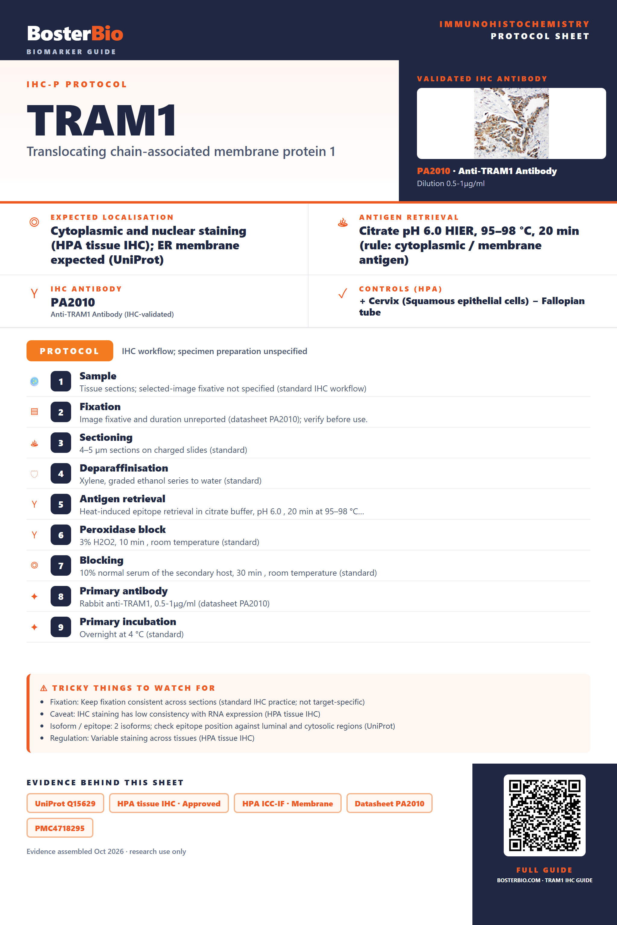 Immunohistochemistry protocol sheet for TRAM1 (IHC for TRAM1): expected localisation Cytoplasmic and nuclear staining (HPA tissue IHC); ER membrane expected (UniProt), antibody PA2010, validated IHC image, and IHC protocol steps