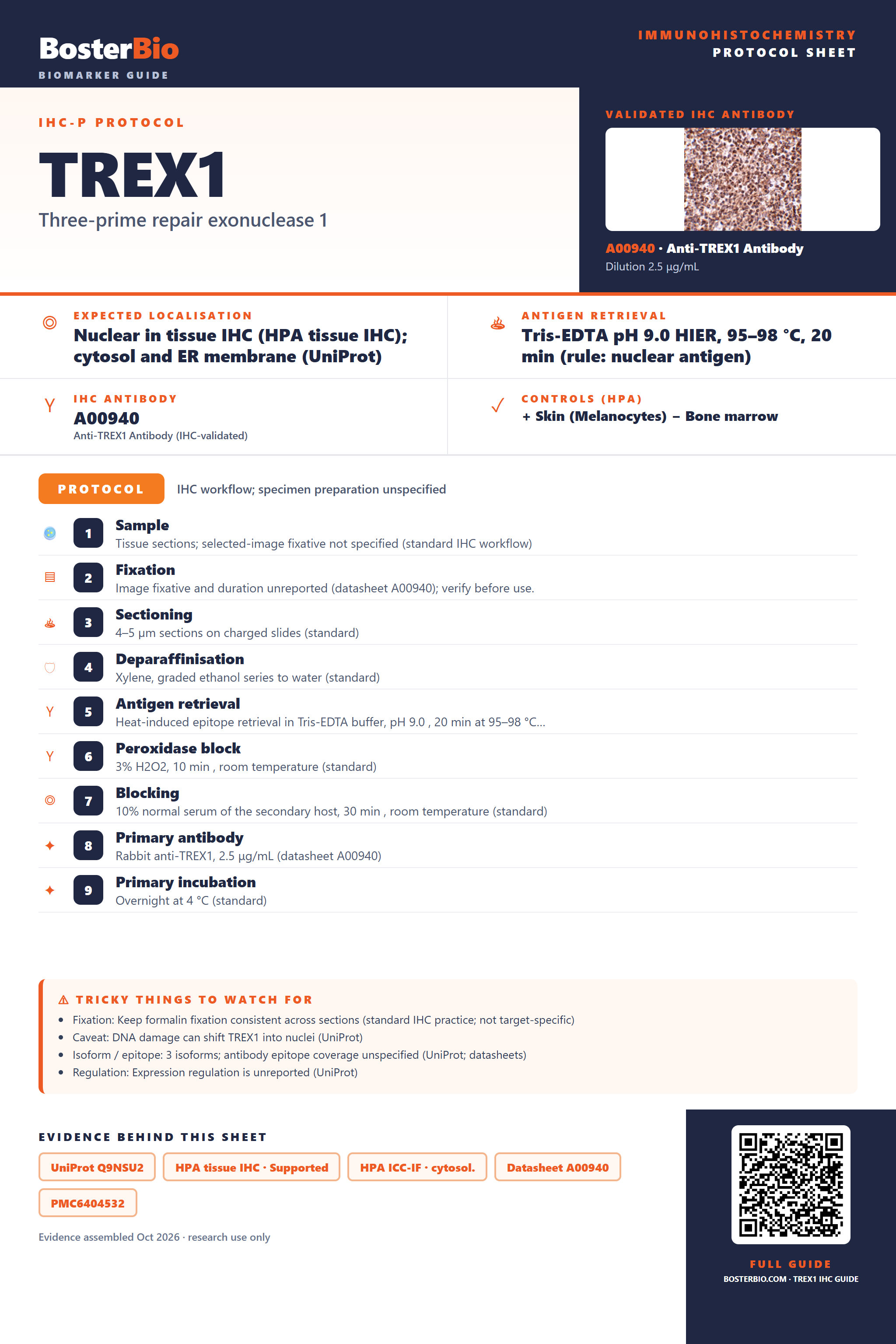 Immunohistochemistry protocol sheet for TREX1 (IHC for TREX1): expected localisation Nuclear in tissue IHC (HPA tissue IHC); cytosol and ER membrane (UniProt), antibody A00940, validated IHC image, and IHC protocol steps