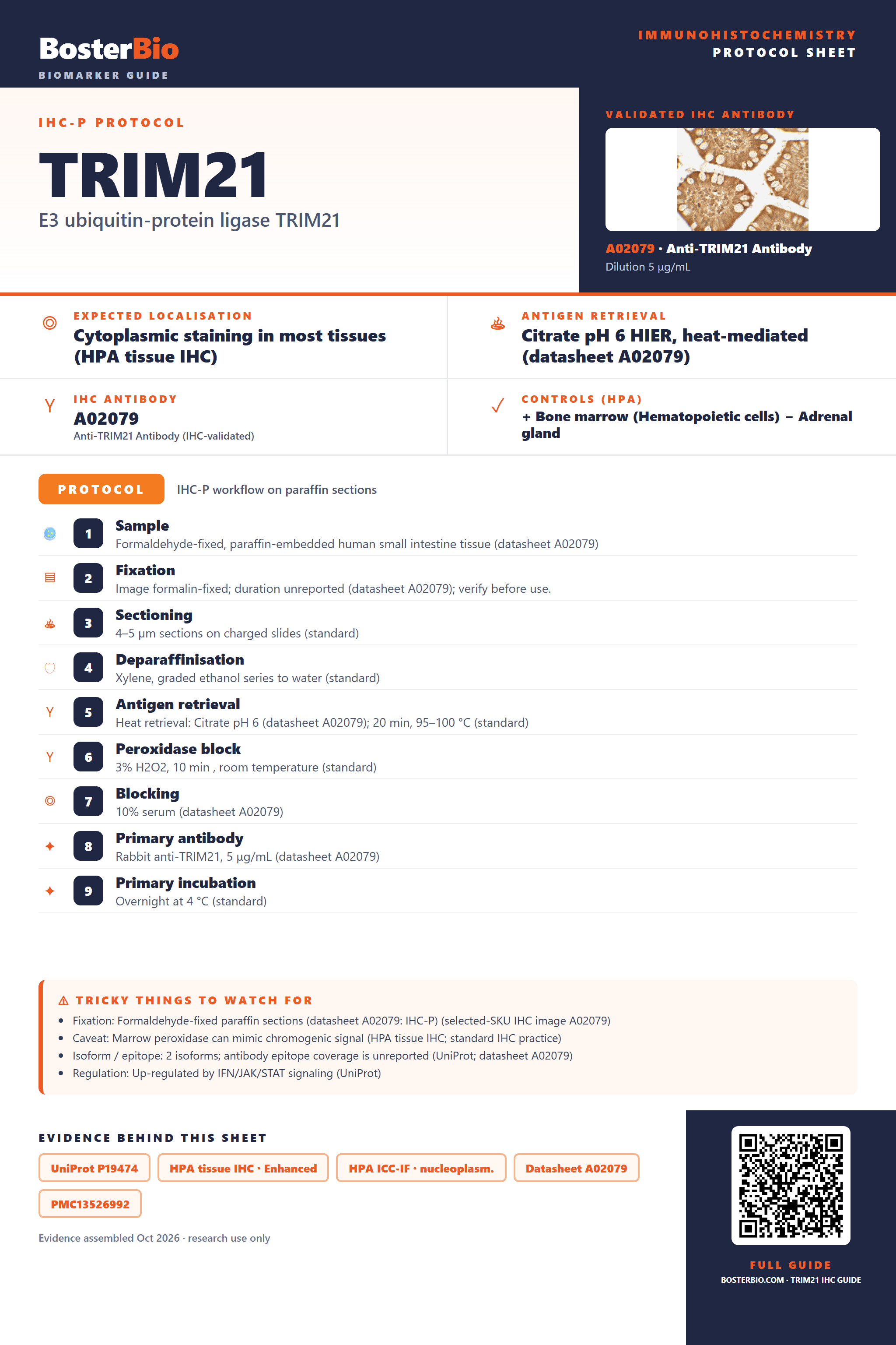 Immunohistochemistry protocol sheet for TRIM21 (IHC for TRIM21): expected localisation Cytoplasmic staining in most tissues (HPA tissue IHC), antibody A02079, validated IHC image, and IHC protocol steps