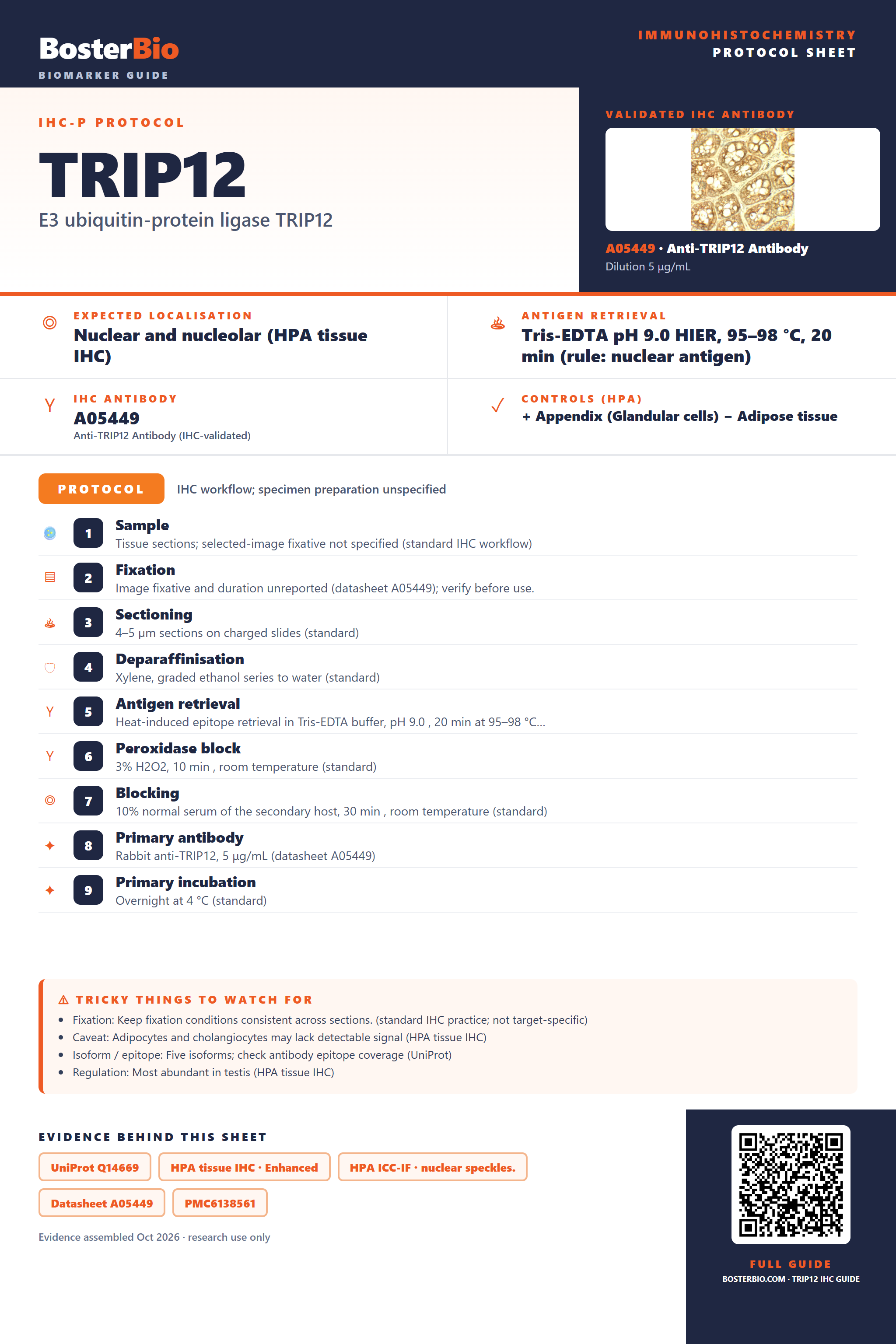 Immunohistochemistry protocol sheet for TRIP12 (IHC for TRIP12): expected localisation Nuclear and nucleolar (HPA tissue IHC), antibody A05449, validated IHC image, and IHC protocol steps