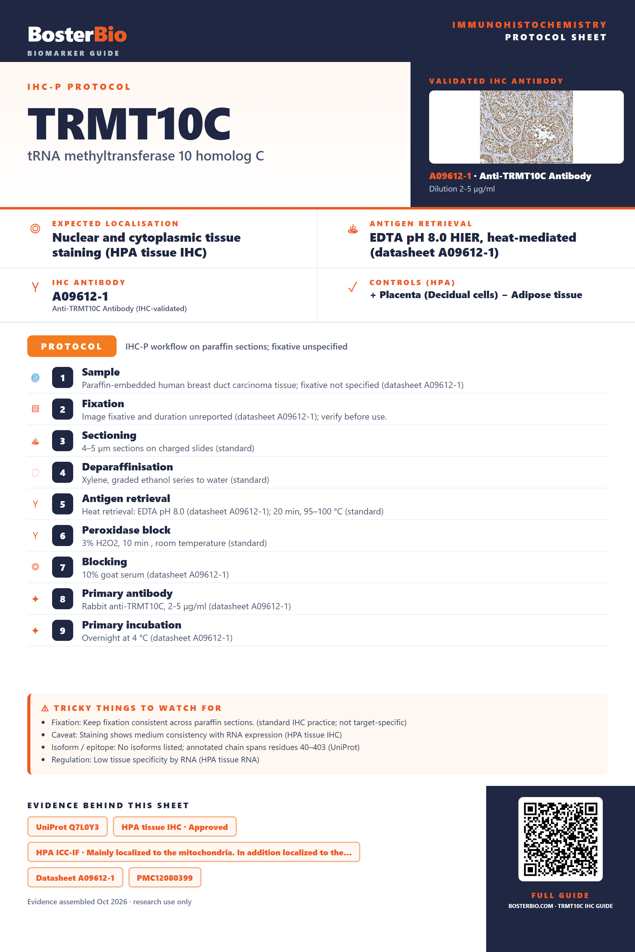 Immunohistochemistry protocol sheet for TRMT10C (IHC for TRMT10C): expected localisation Nuclear and cytoplasmic tissue staining (HPA tissue IHC), antibody A09612-1, validated IHC image, and IHC protocol steps